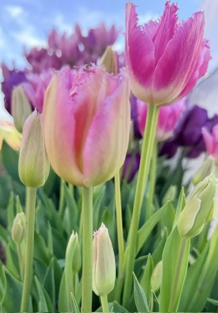 Pink fringed tulip.jpeg