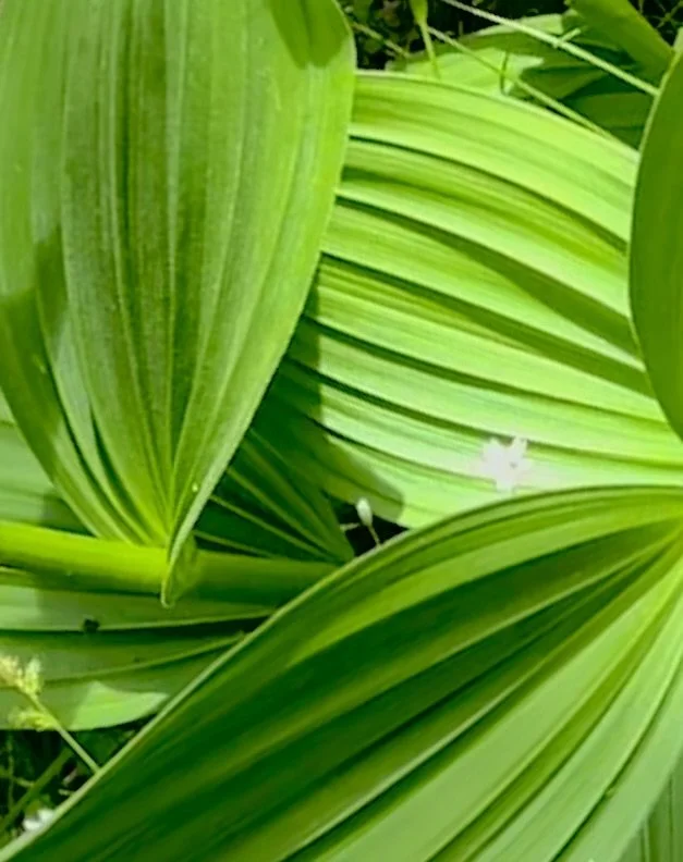 Cheri Pang_Green Hellebore.jpeg