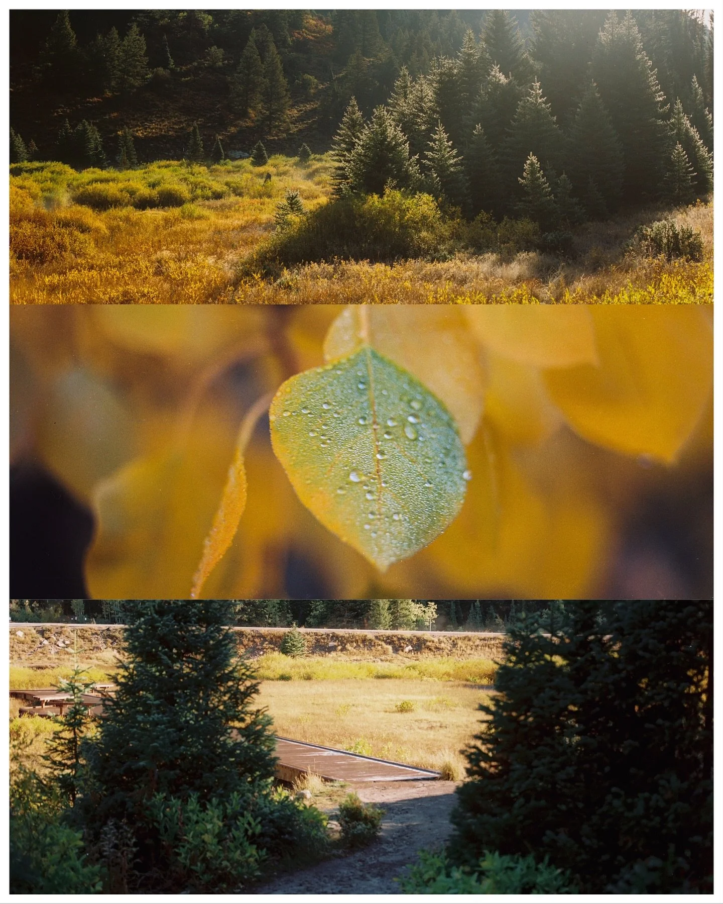 From a frosty fall morning in the Wasatch 🍂 

#filmphotography #kodak 

🎞️ @kodak Gold 200 120