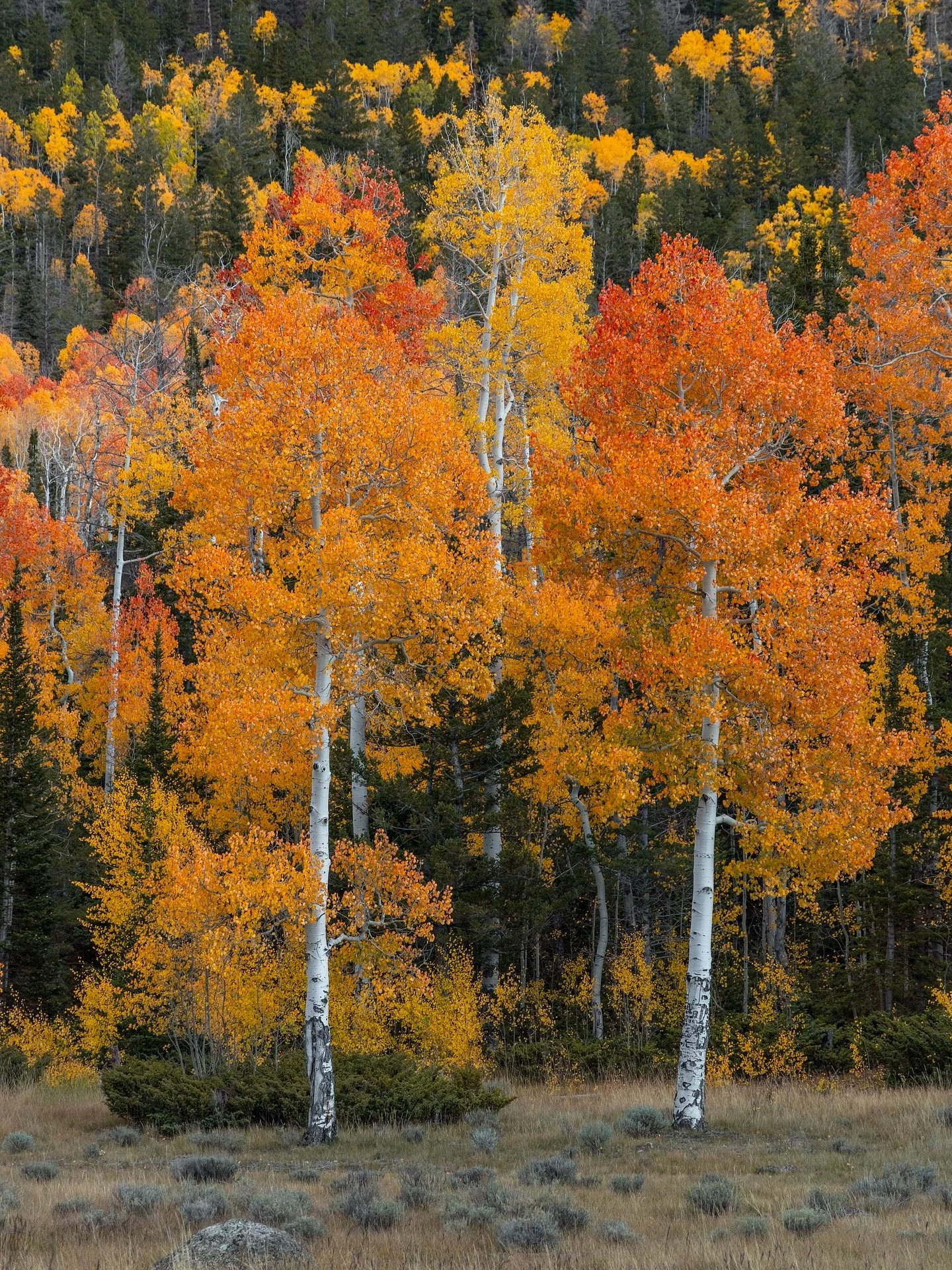 Fall time in Central Utah 🍁 

Been wanting to head down this way to photograph fall time for years, and finally made it happen.  Lots of photos to come.  Very excited about them. 

#utah #landscapephotography #canon @canonusa 
#roughcountry