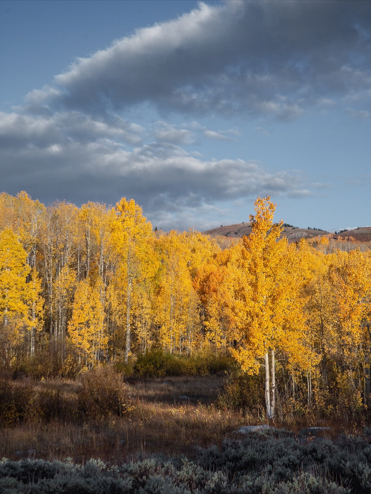 Big fan of yellow trees 

#canonusa #utah