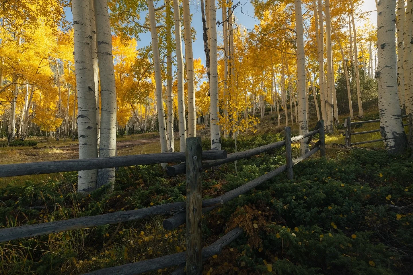 Just looking at some yellow trees 

#canonusa