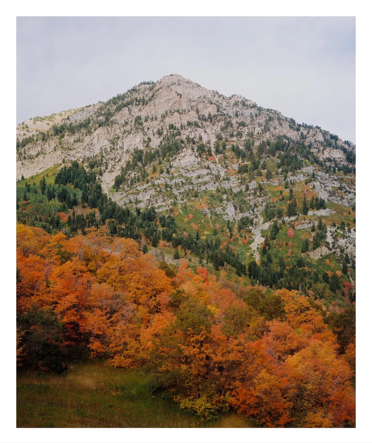 Buffalo Peak fall colors on Medium Format film.  Kodak Gold or Portra, can&rsquo;t remember which one. 

#kodak @kodak #kodakfilm #mamiyarb67