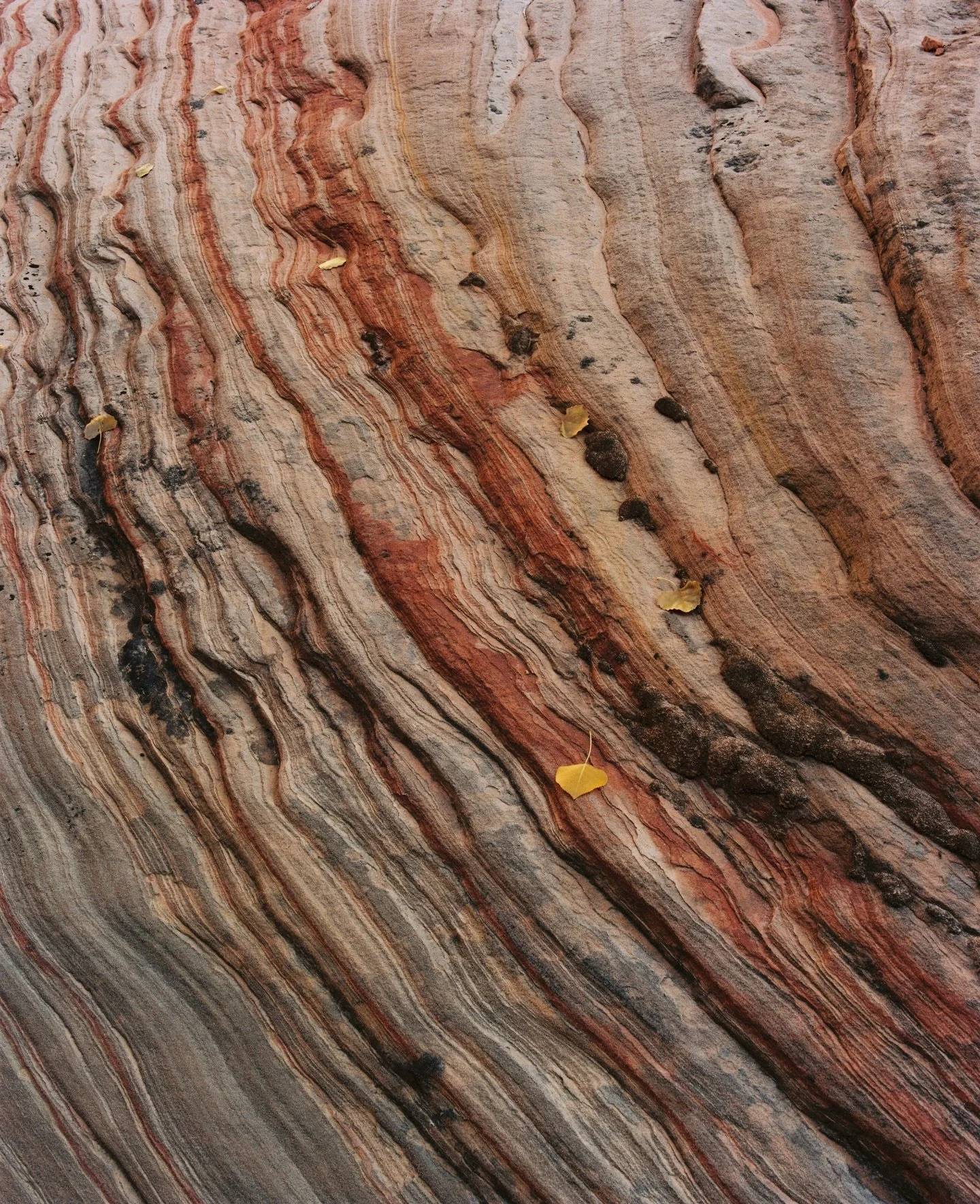 Textures of Zion on Portra 400 Medium Format Film

With the onset of AI and nobody knowing what&rsquo;s real anymore, I&rsquo;m going to start sharing the negatives for film photos I take. (Not that my stuff is good enough for anyone to think it&rsqu