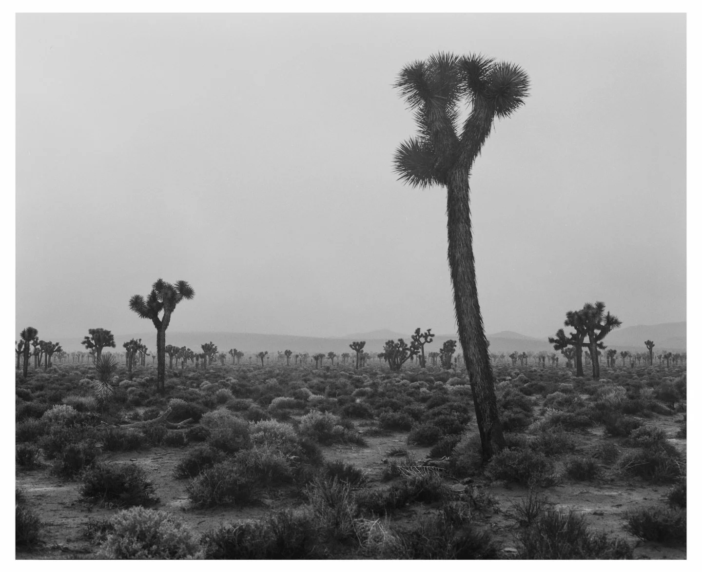 Walking around a Joshua Tree forest in the middle of a rainstorm 

🎞️ @ilfordphoto HP5 Plus 400 120
📸 Mamiya RB67
🧪 @filmcultlab 

#filmisnotdead #blackandwhite