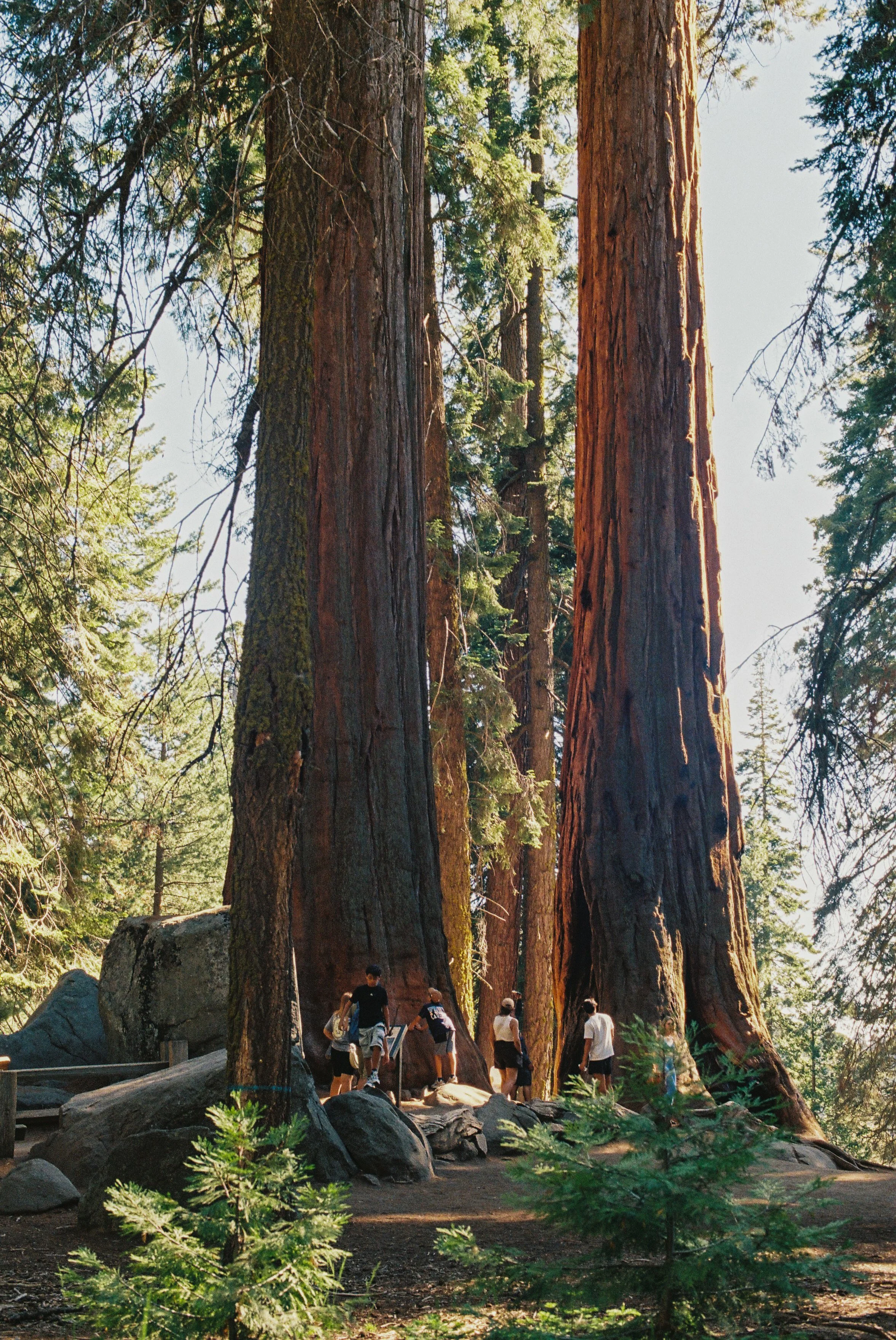Yosemite35mm-21.jpg