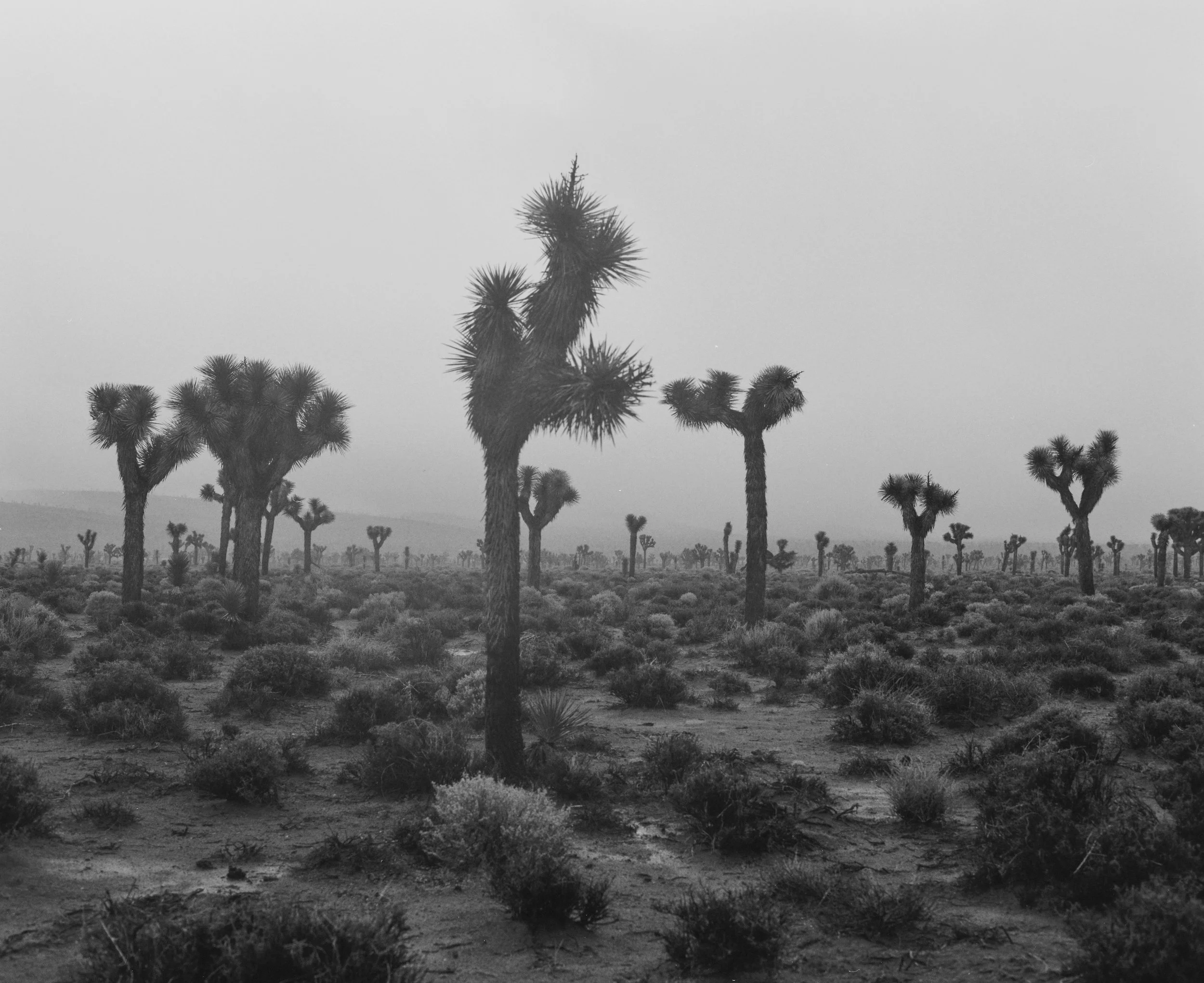 EastCali-69.jpg