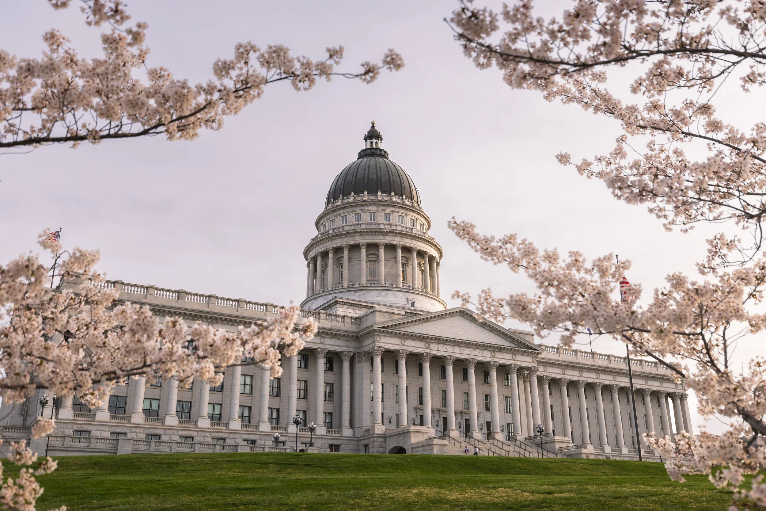 The Utah State Capitol building framed by cherry blossom trees in bloom, with a clear sky in the background.