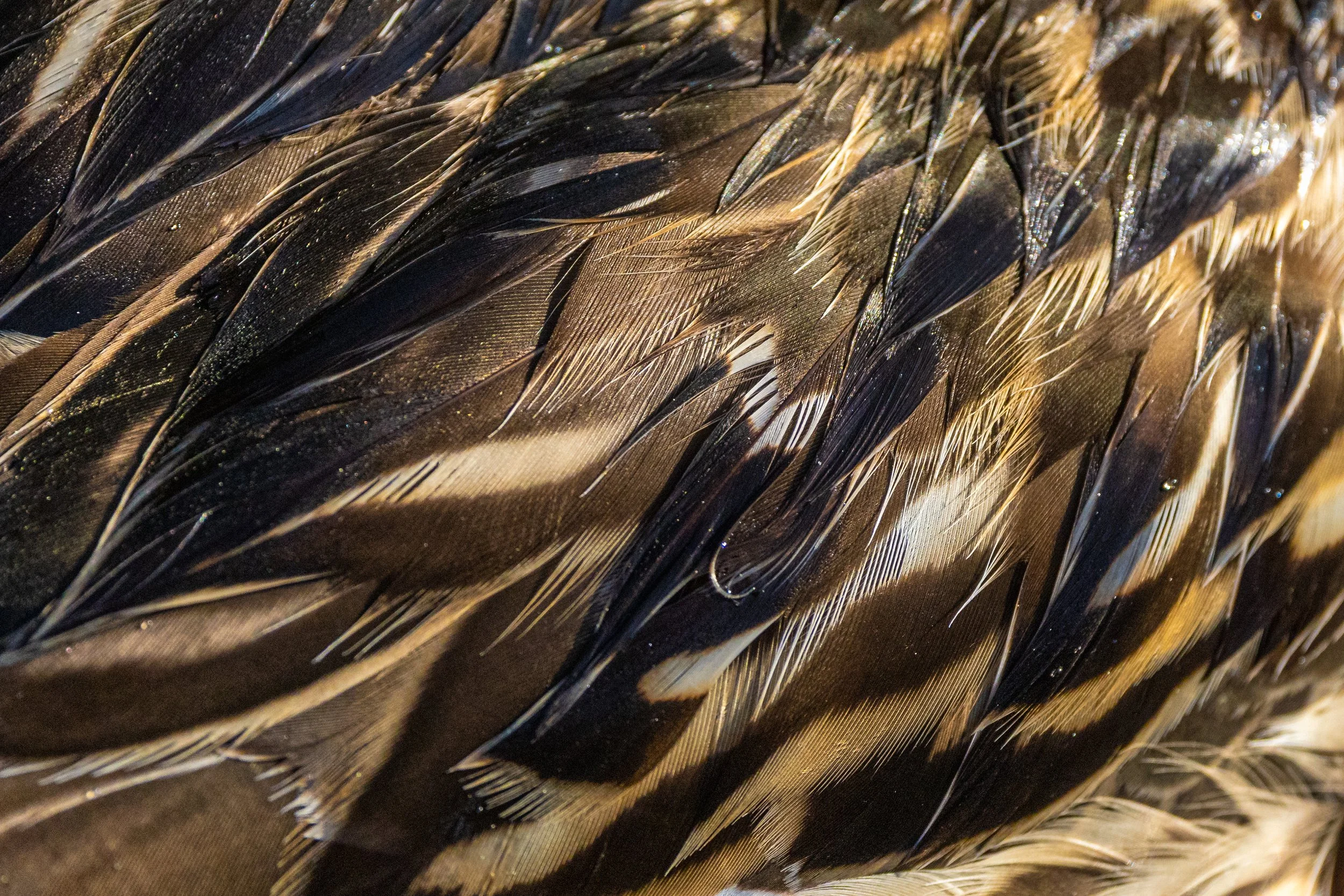 Close-up of black, brown, and white feathers with a shiny appearance.