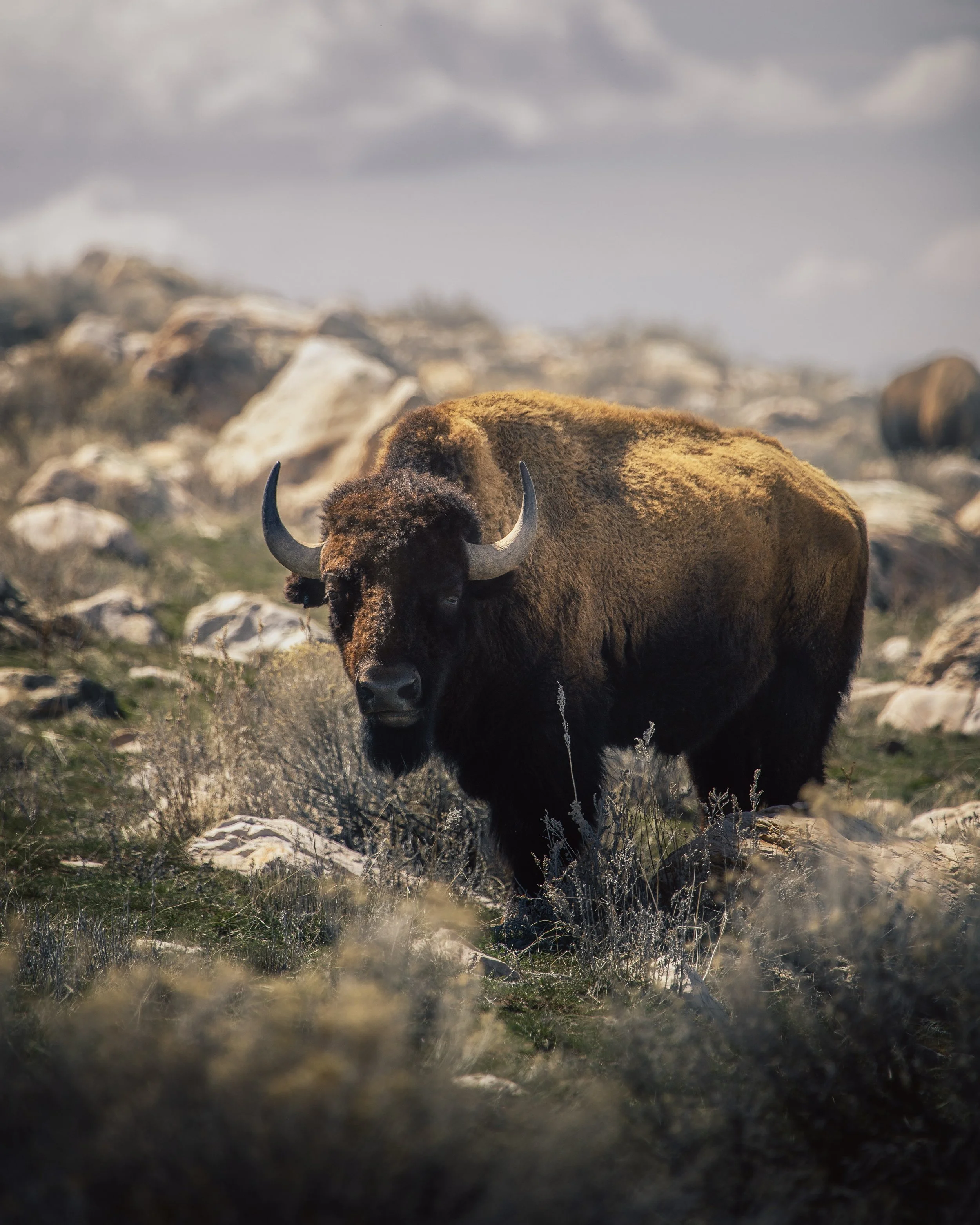 A bison standing and looking toward the camera in a rocky, grassy landscape.