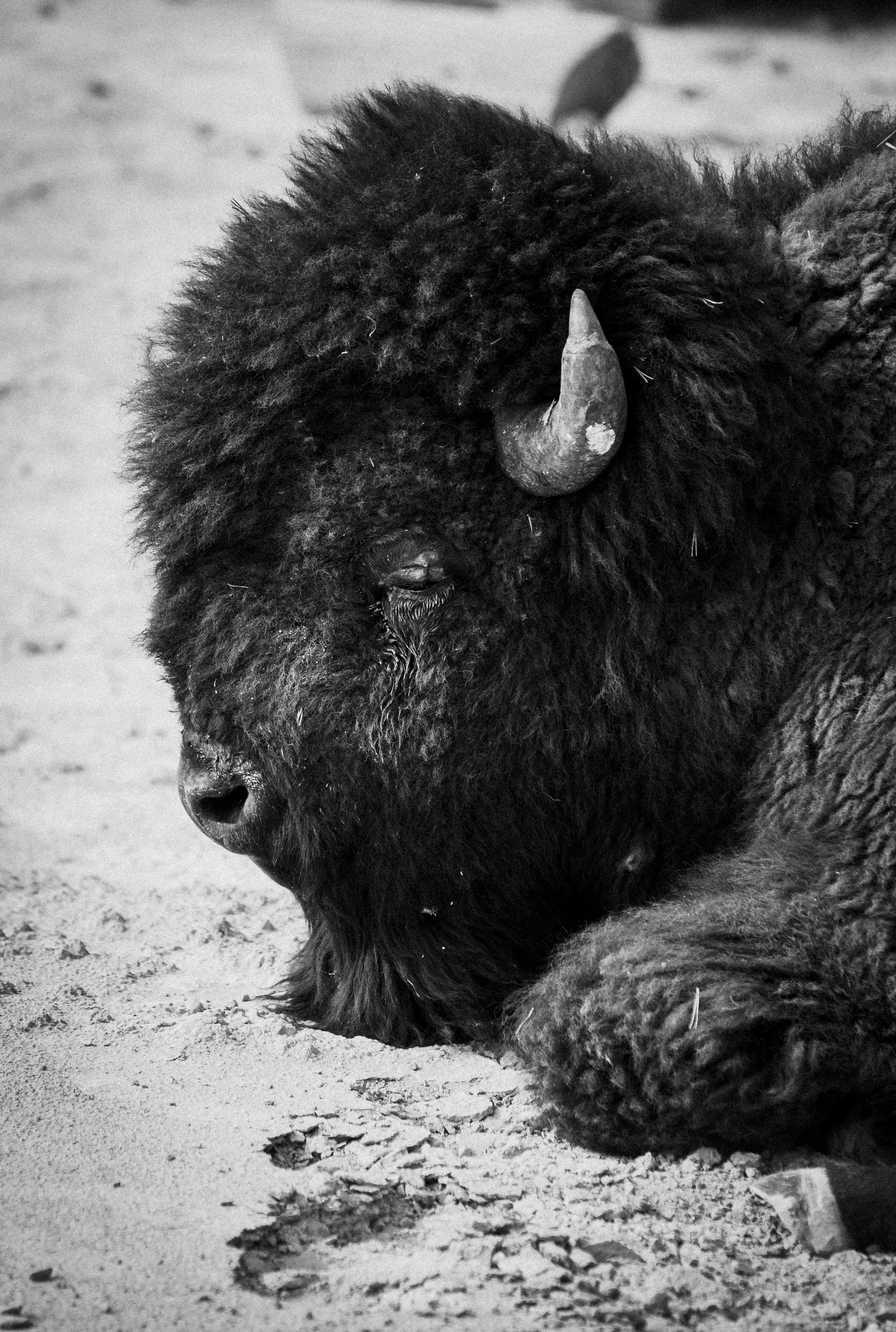 Black and white photograph of a bison resting on sandy ground, with its head lowered and eyes closed.