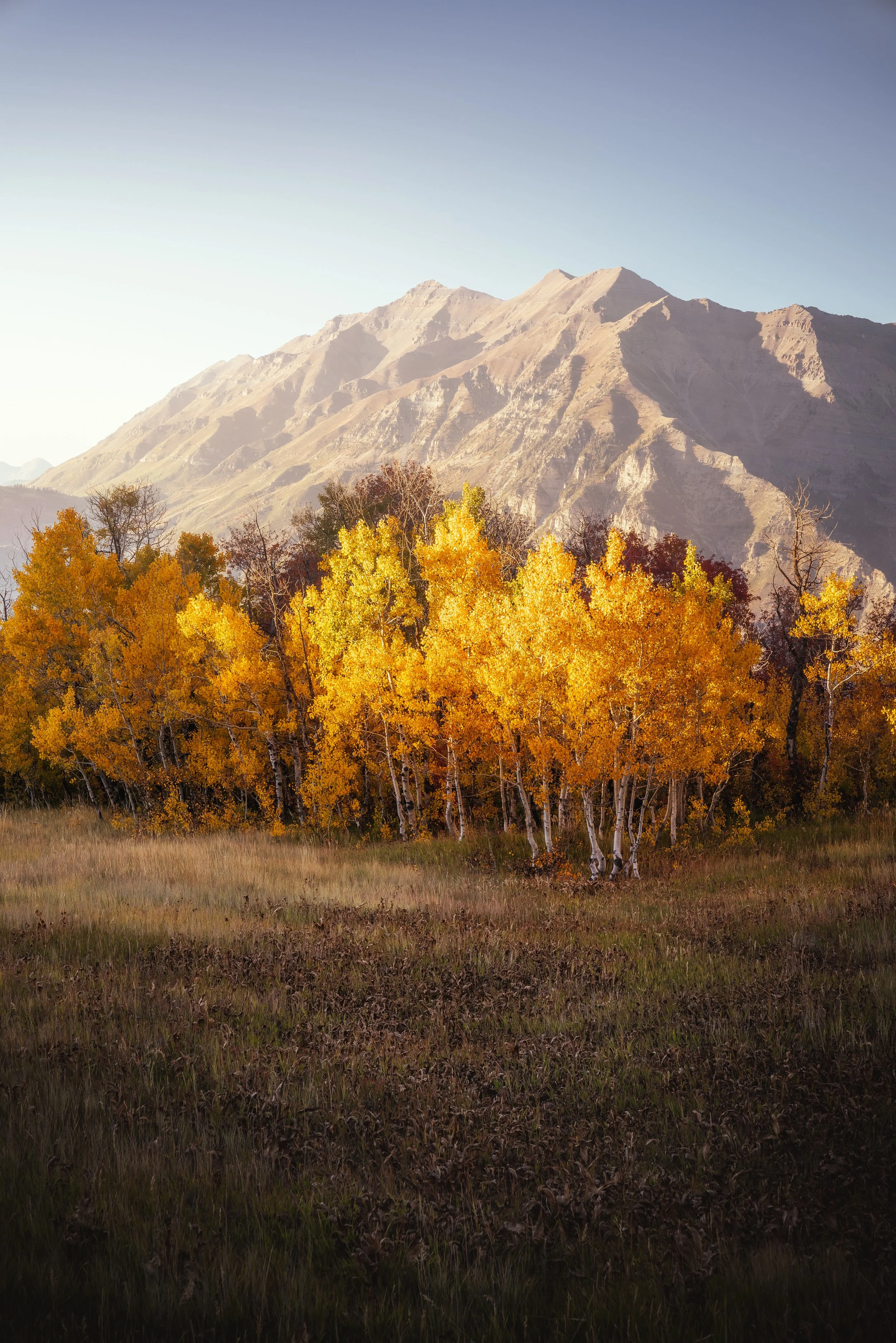 A landscape of a forest with yellow autumn trees in front of mountain peaks under a clear sky.