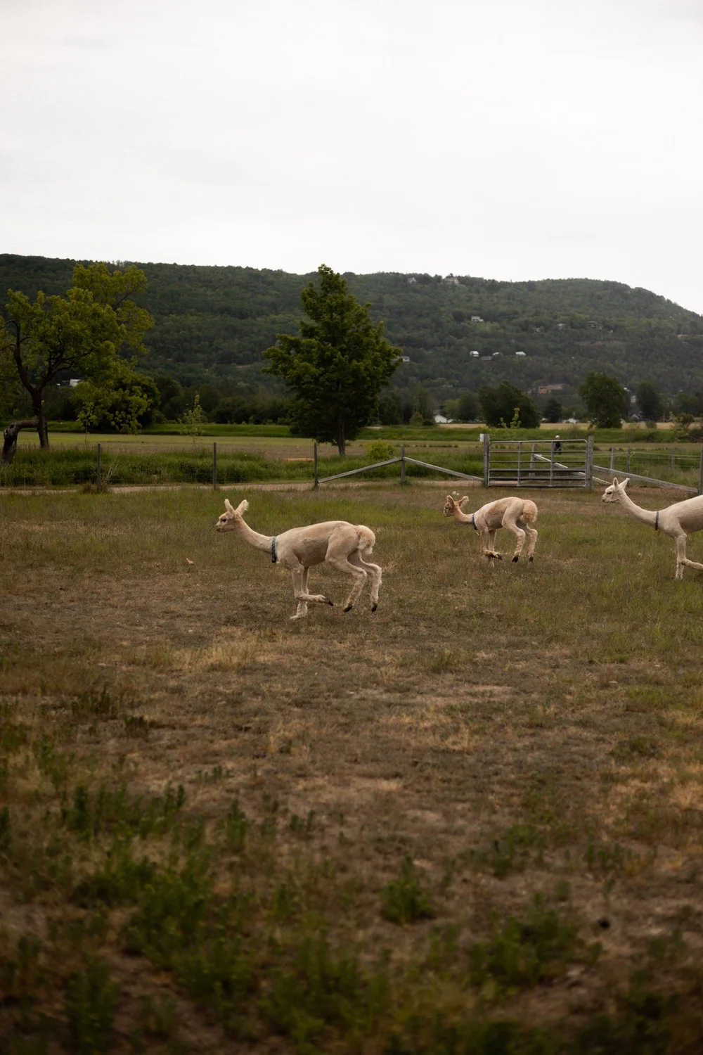 The Culinary Gateway Guide with Terroir et Saveurs du Québec-33.jpg
