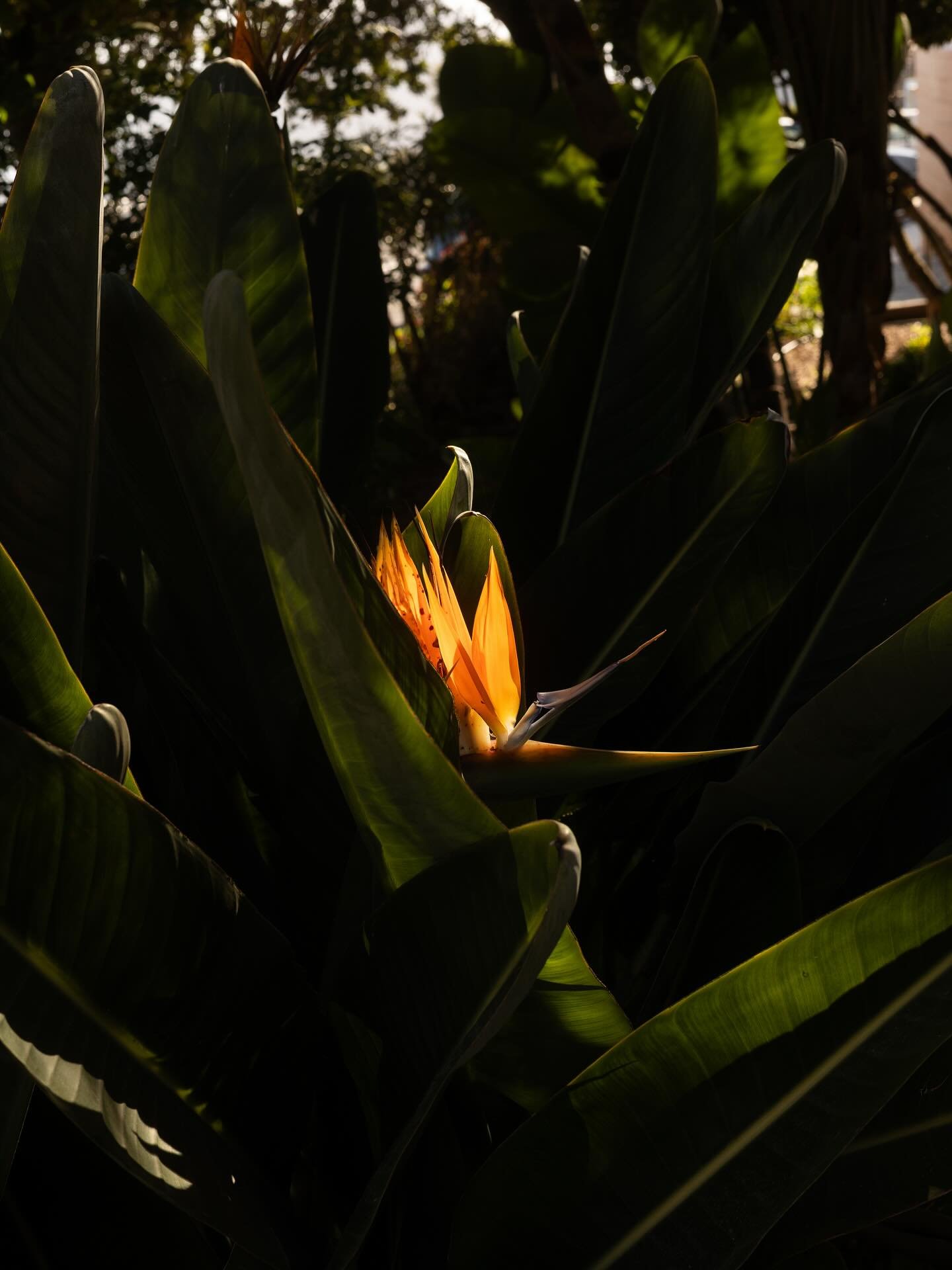 Scrolling through the Canary Islands, one frame at a time.

This time it was Tenerife. Wild coastlines, quiet roads, volcanic textures and everyday moments that stayed with us. No schedule, just space to move slowly and see what the island had to say