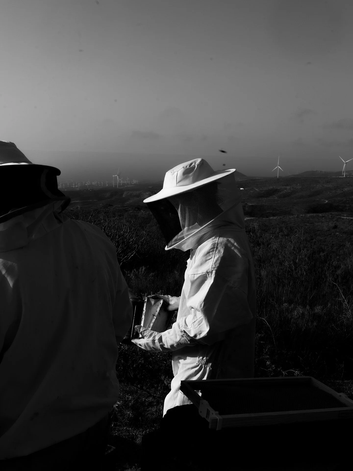 Mornings in Tenerife come with a view and with one of nature&rsquo;s most fascinating beings, the bees. 

Often feared yet deeply admired, they thrive here among the volcanic landscapes. We went with @ecohotel_el_agua , a place that thrives on workin