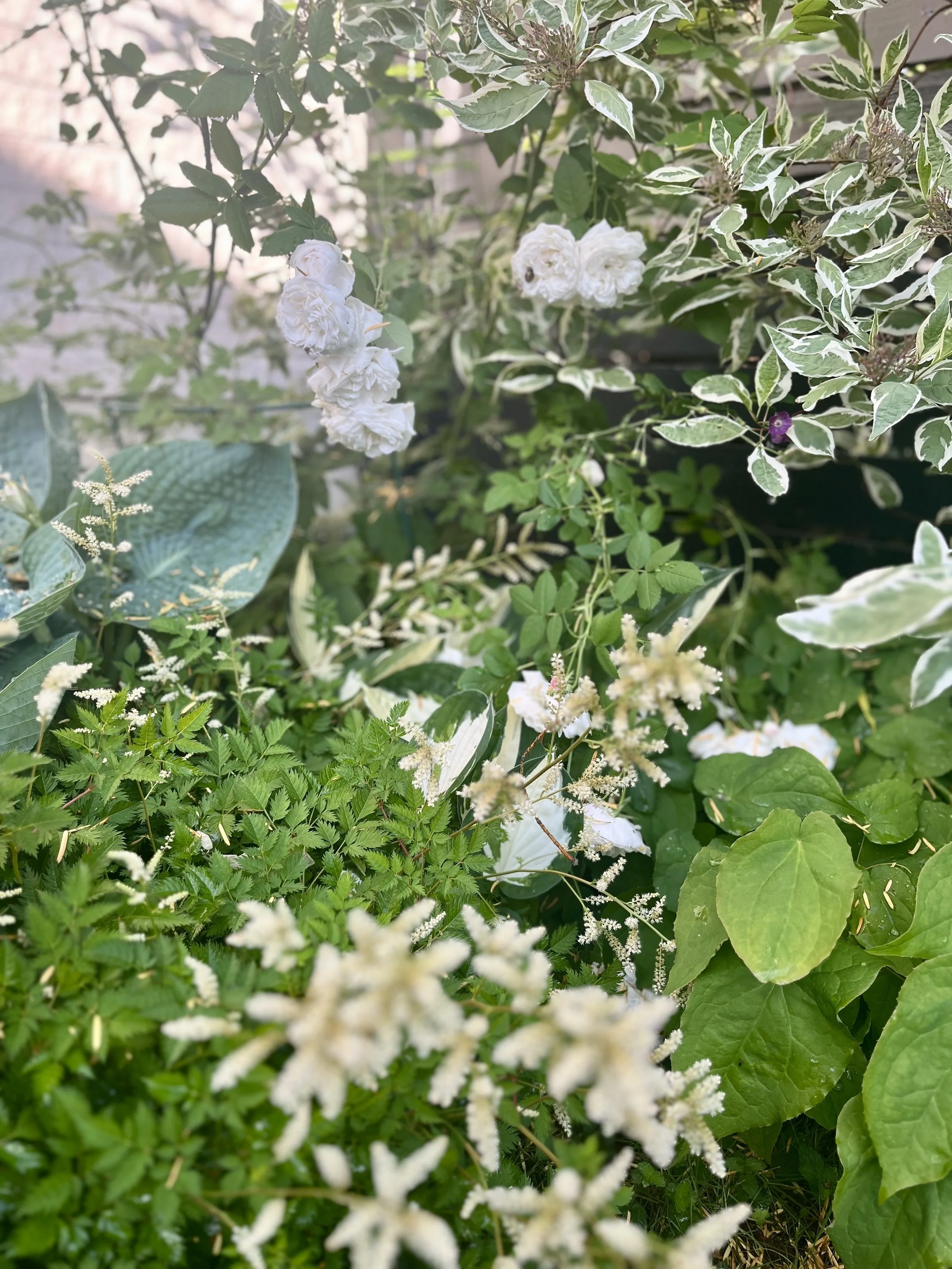 Grön växtlighet med vita blommor och gröna blad. Skuggrabatt.