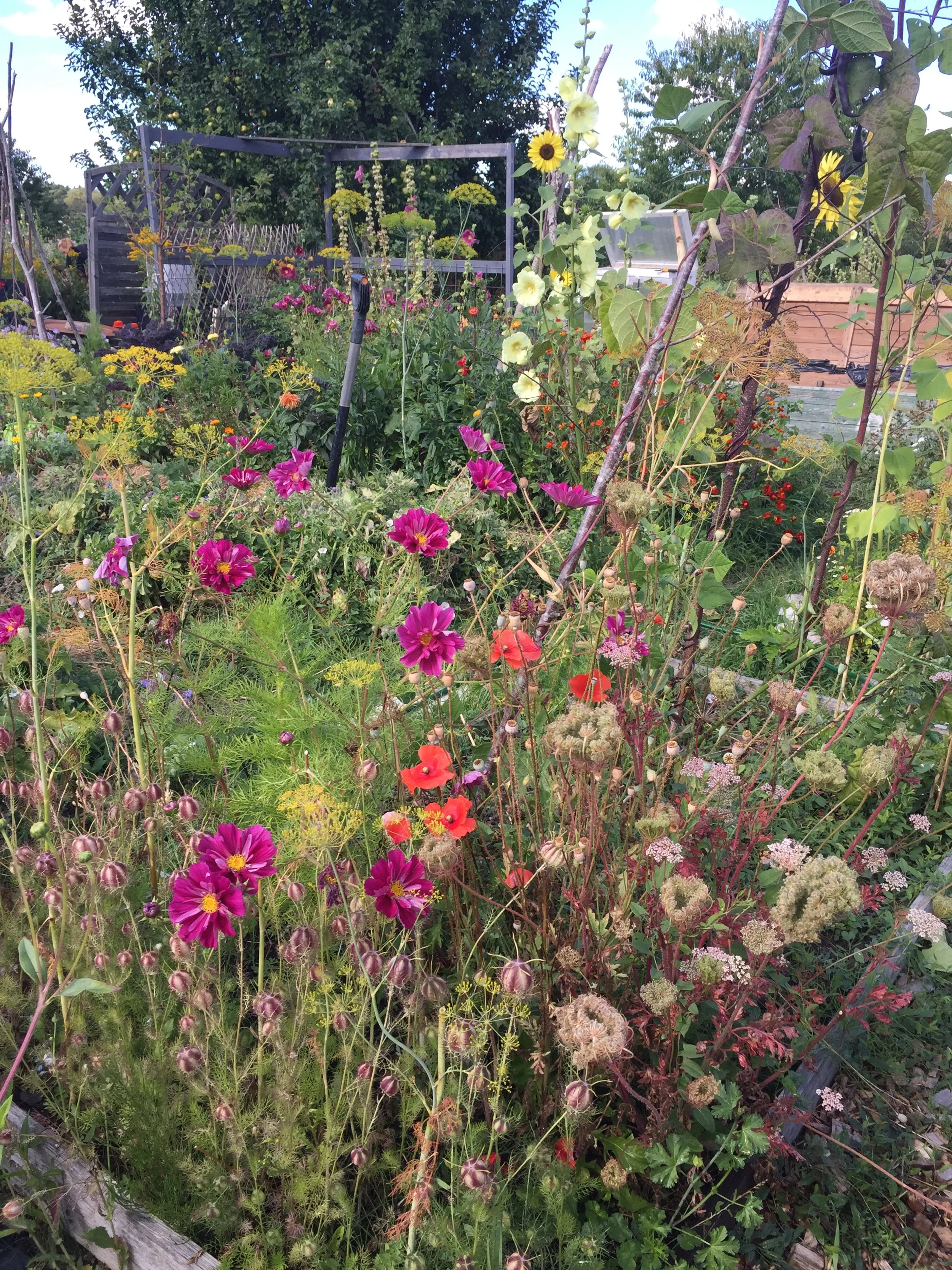 Blomsterlandet, odla snittblommor, vackra fröställningar