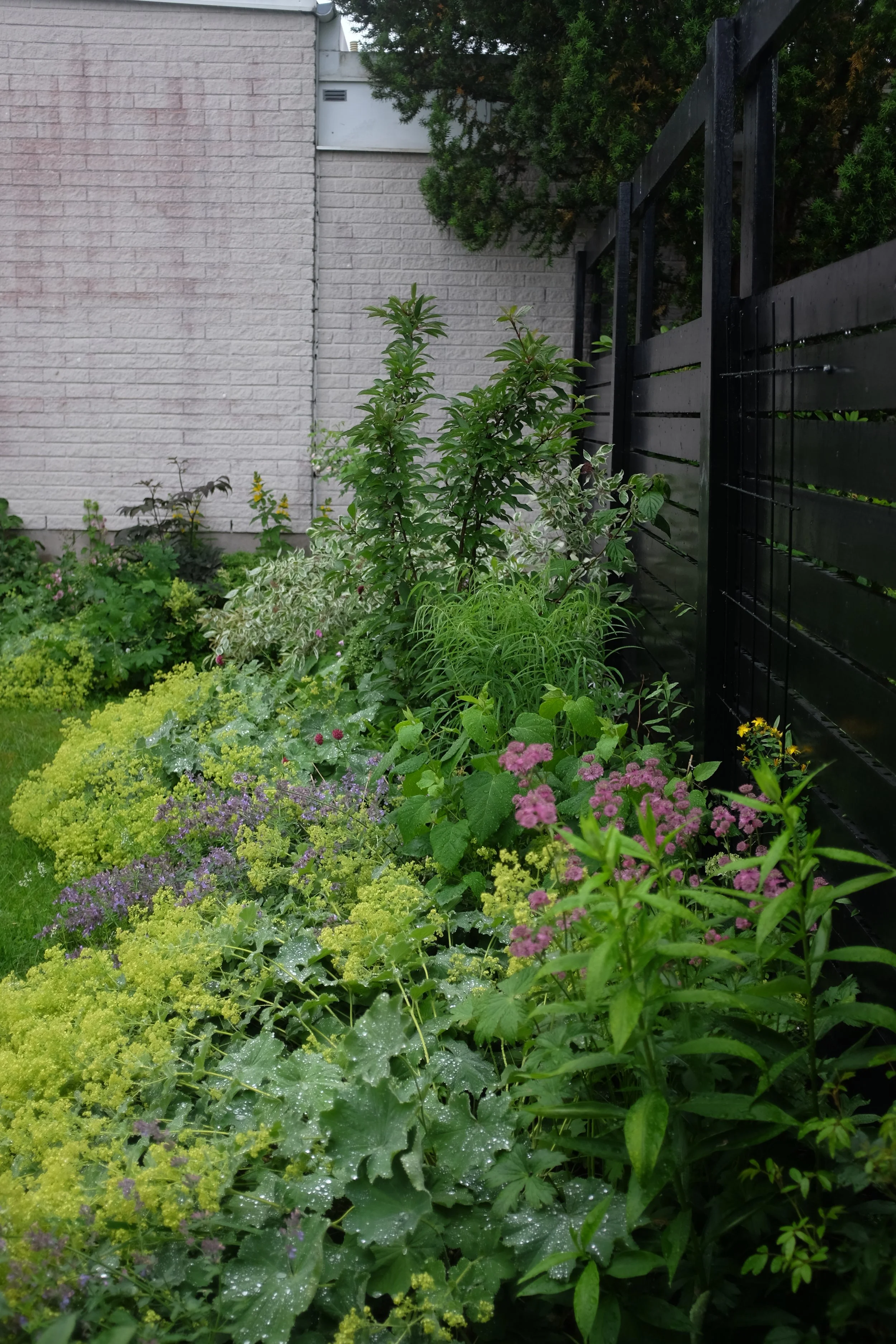 En trädgård med olika gröna växter och blommor framför en svart trästängsel, vid en vit tegelvägg. Skuggrabatt.