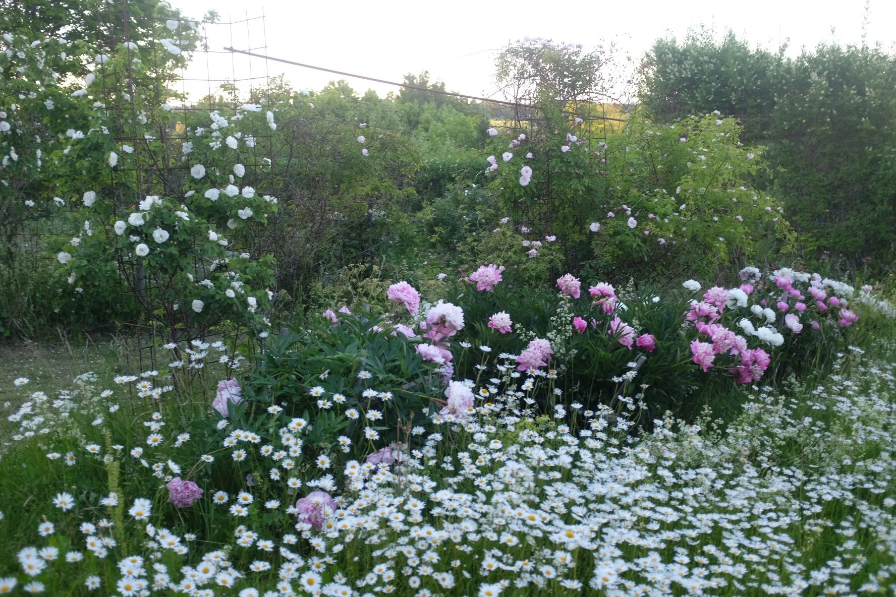 Sommarträdgård med vita och rosa blommor och gröna buskar. Rosor och prästkragar.