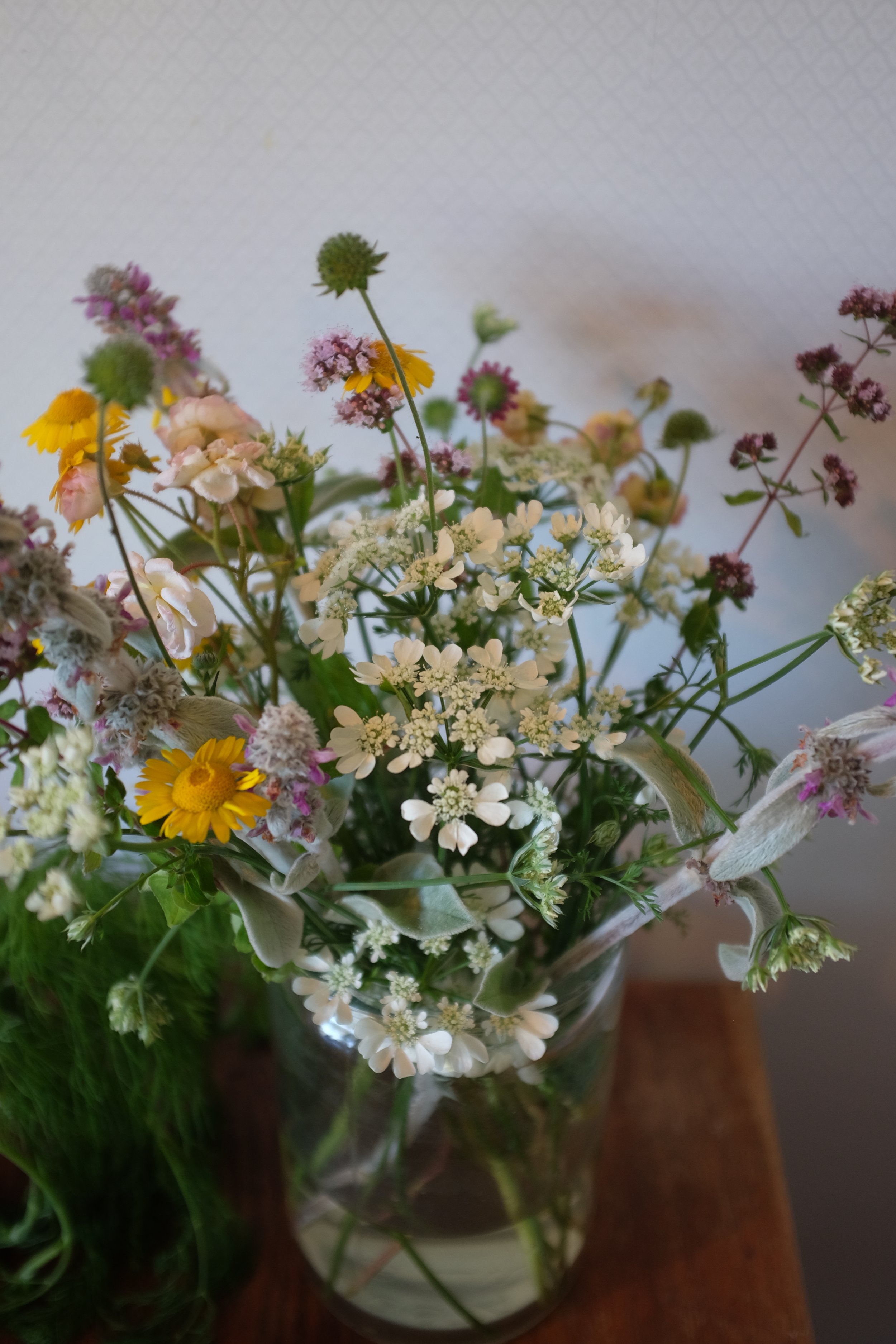 odla snittblommor, vilda snittblommor, blomsterkörvel, lammöra, oregano