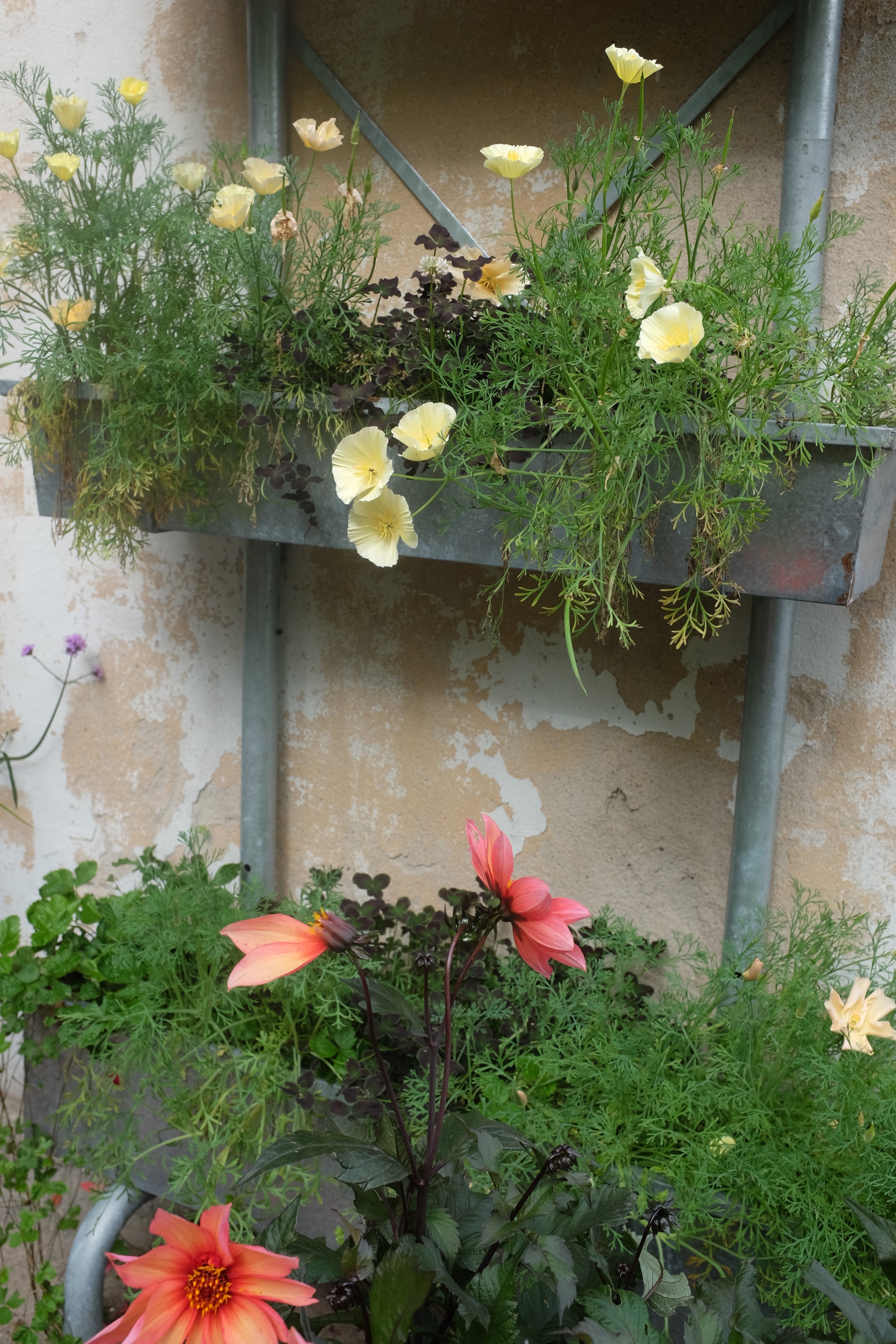Balkonglåda, naturalistisk, odla på balkong, växter för insekter, sömntuta, dahlia i kruka