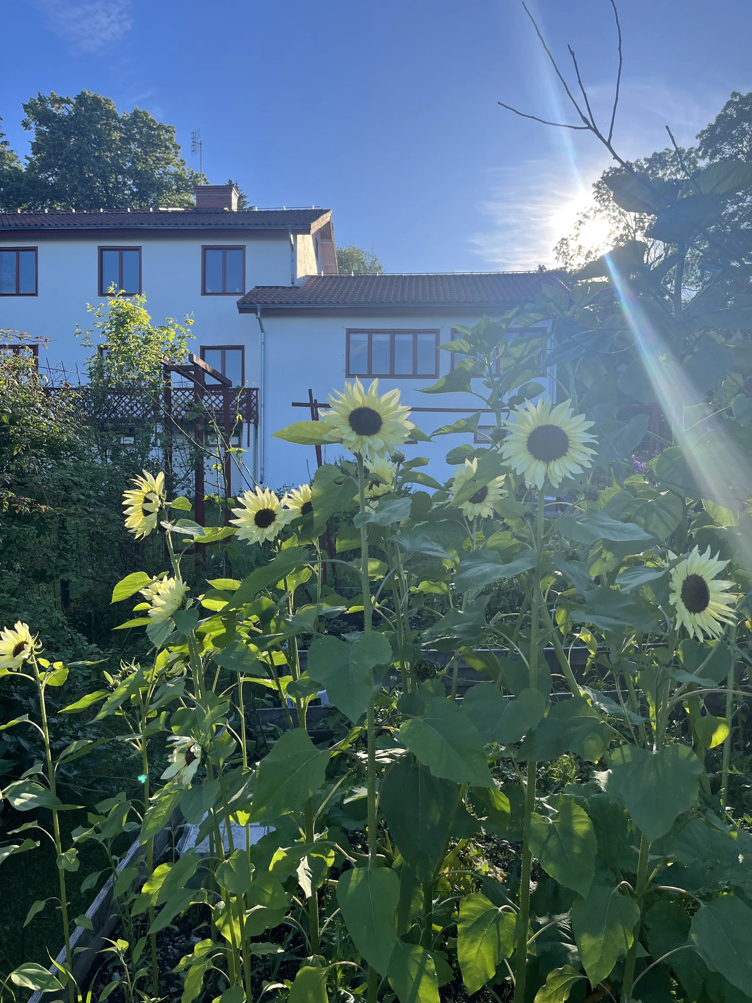 solrosor, italian white