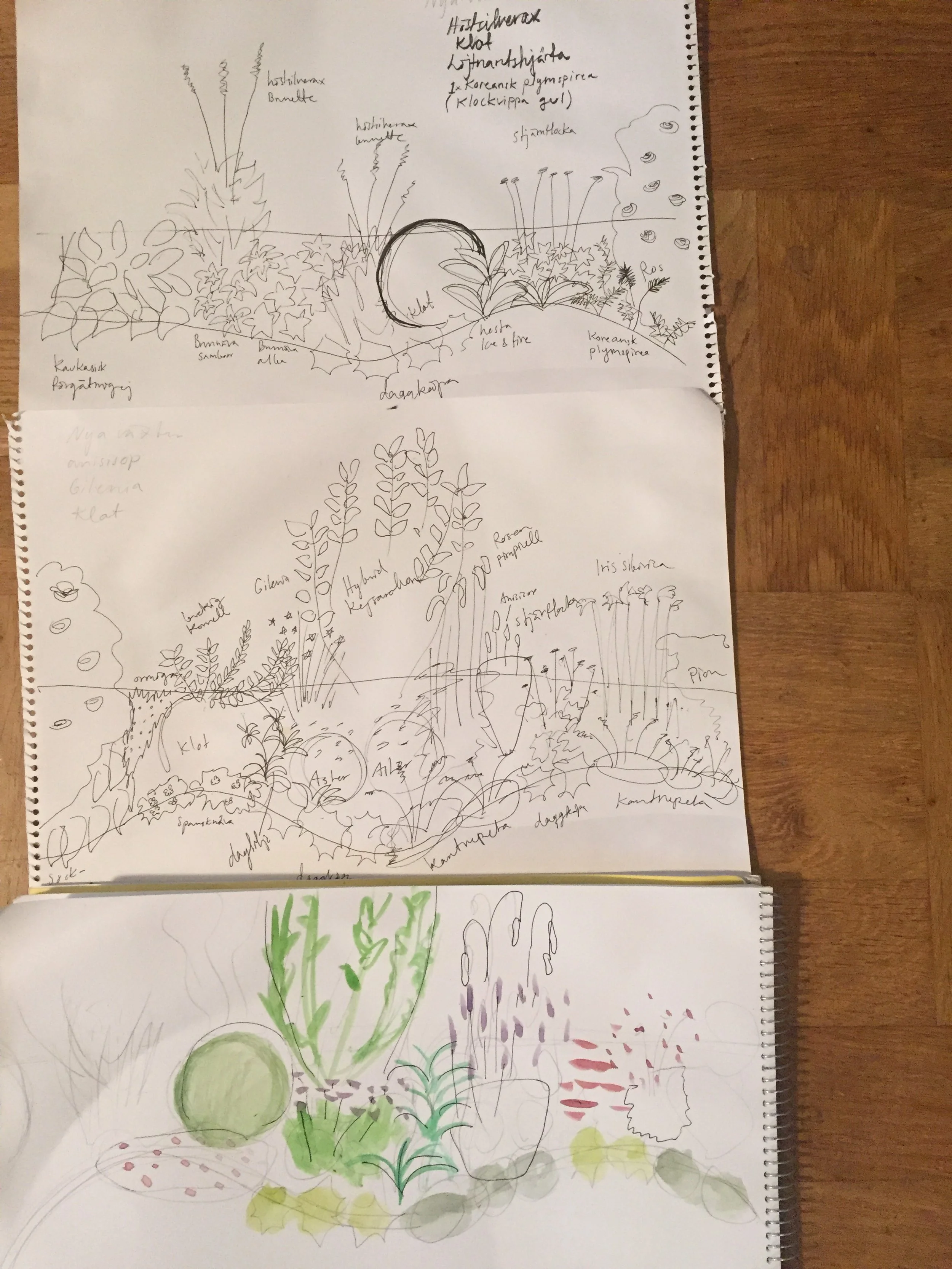 Skiss och teckningar av olika växter och blommor med deras namn, inklusive blad, kottar, rosen, iris, och annat.