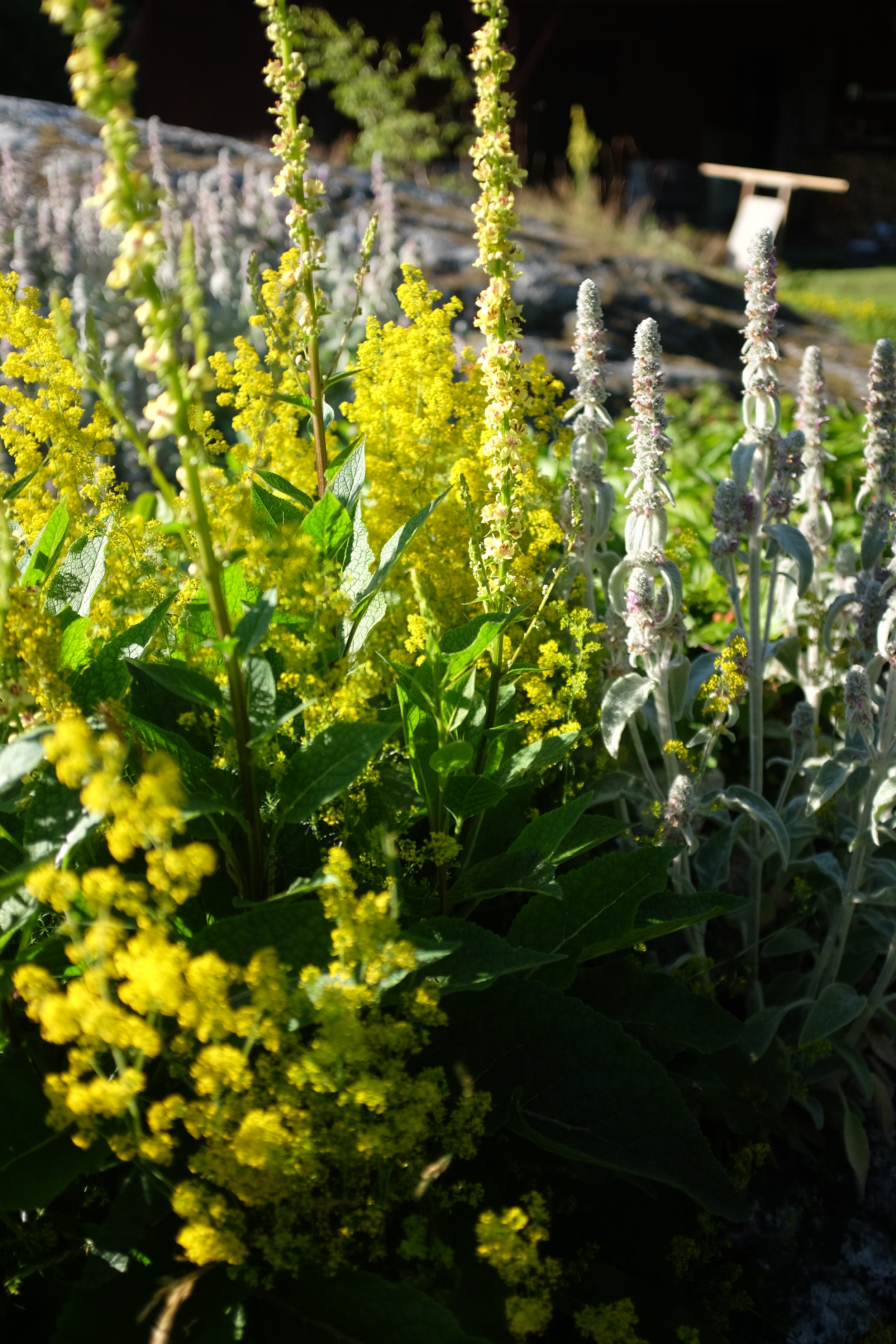 Lammöron och gulmåra