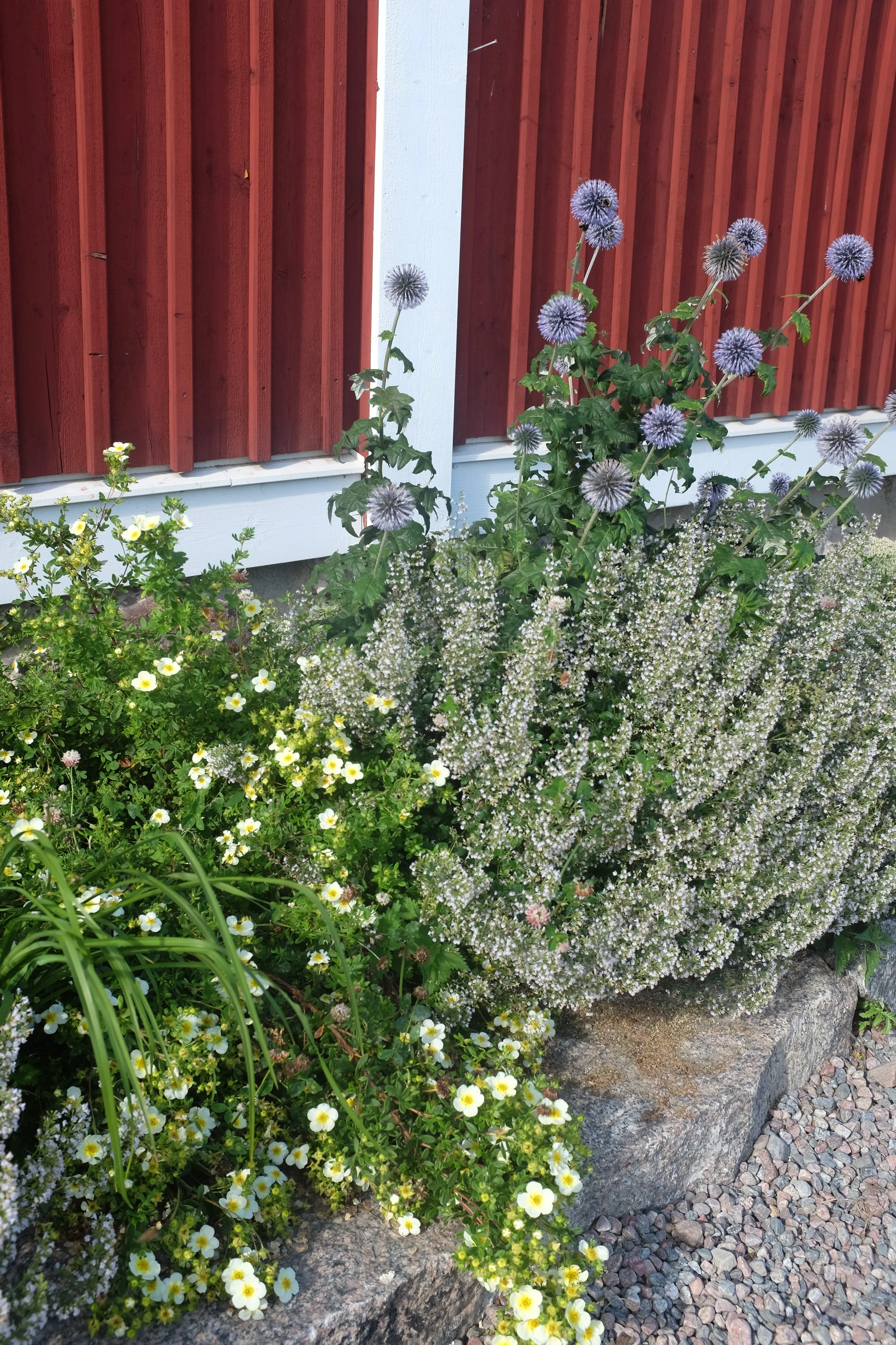 Torktålig rabatt, tok, bolltistel, stenkyndel