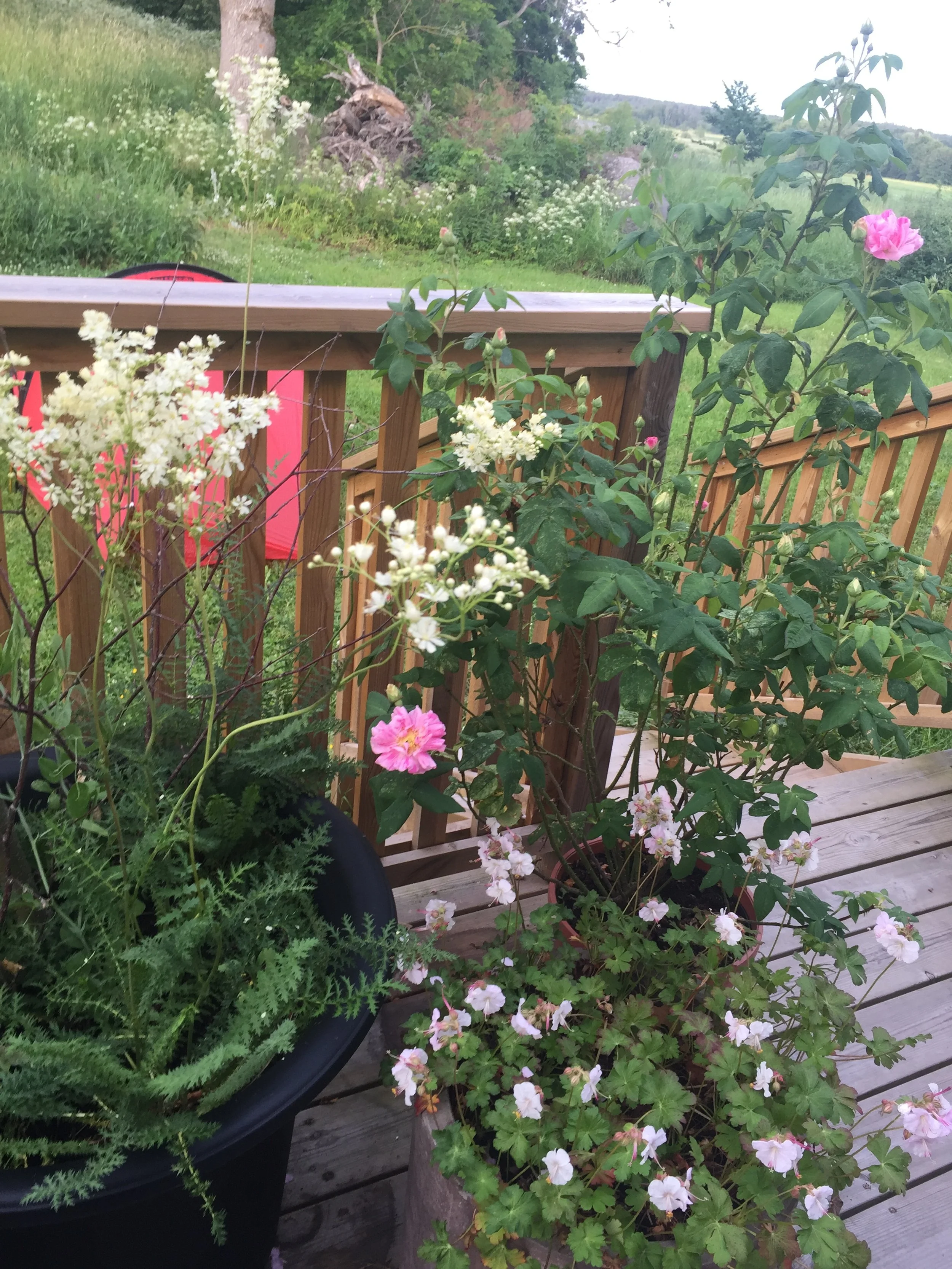 balkong, brudbröd, rosa mundi, liten flocknäva st Ola