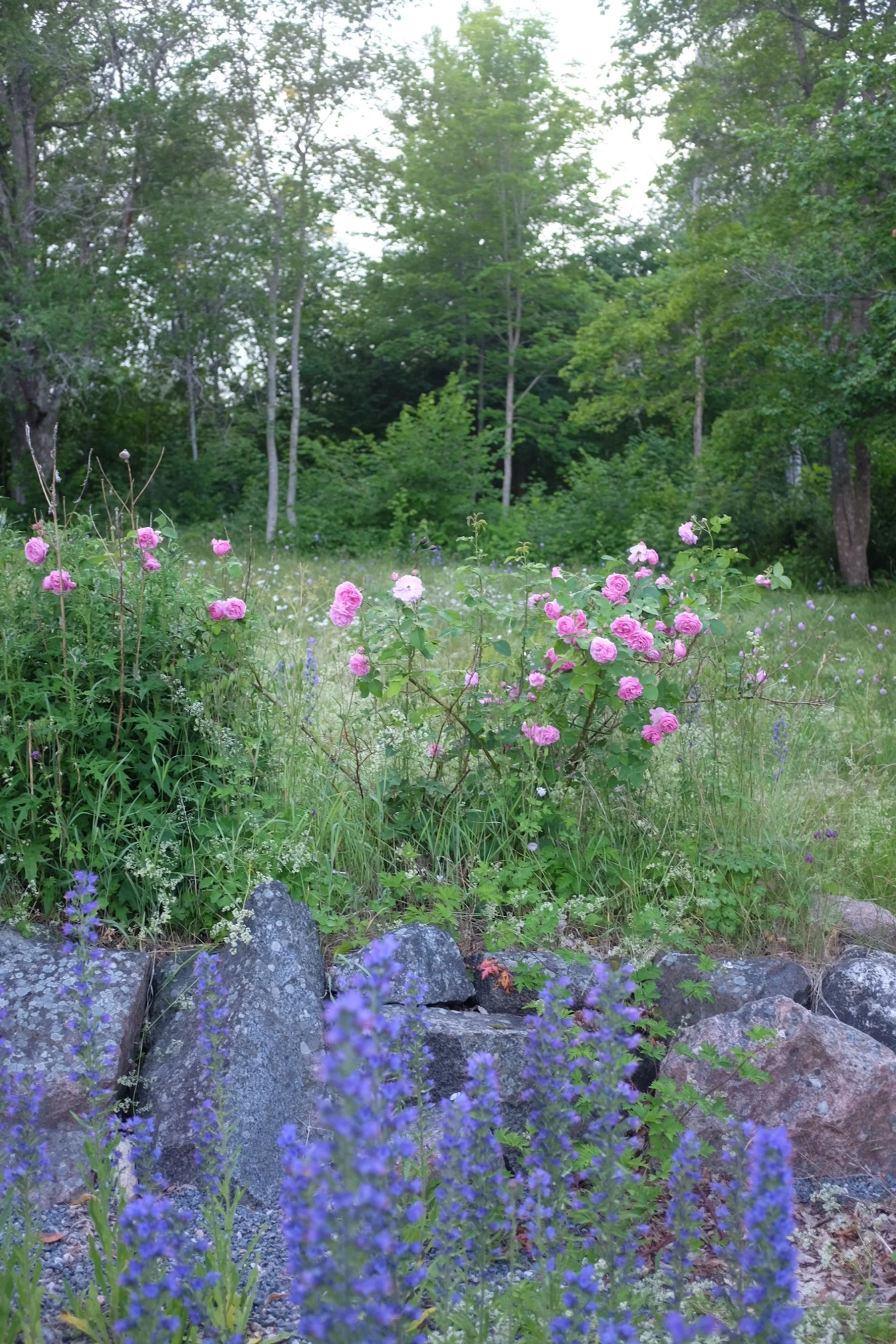 Blommande rosa och lila blommor vid en stenmur med gröna träd och lövträd i bakgrunden.