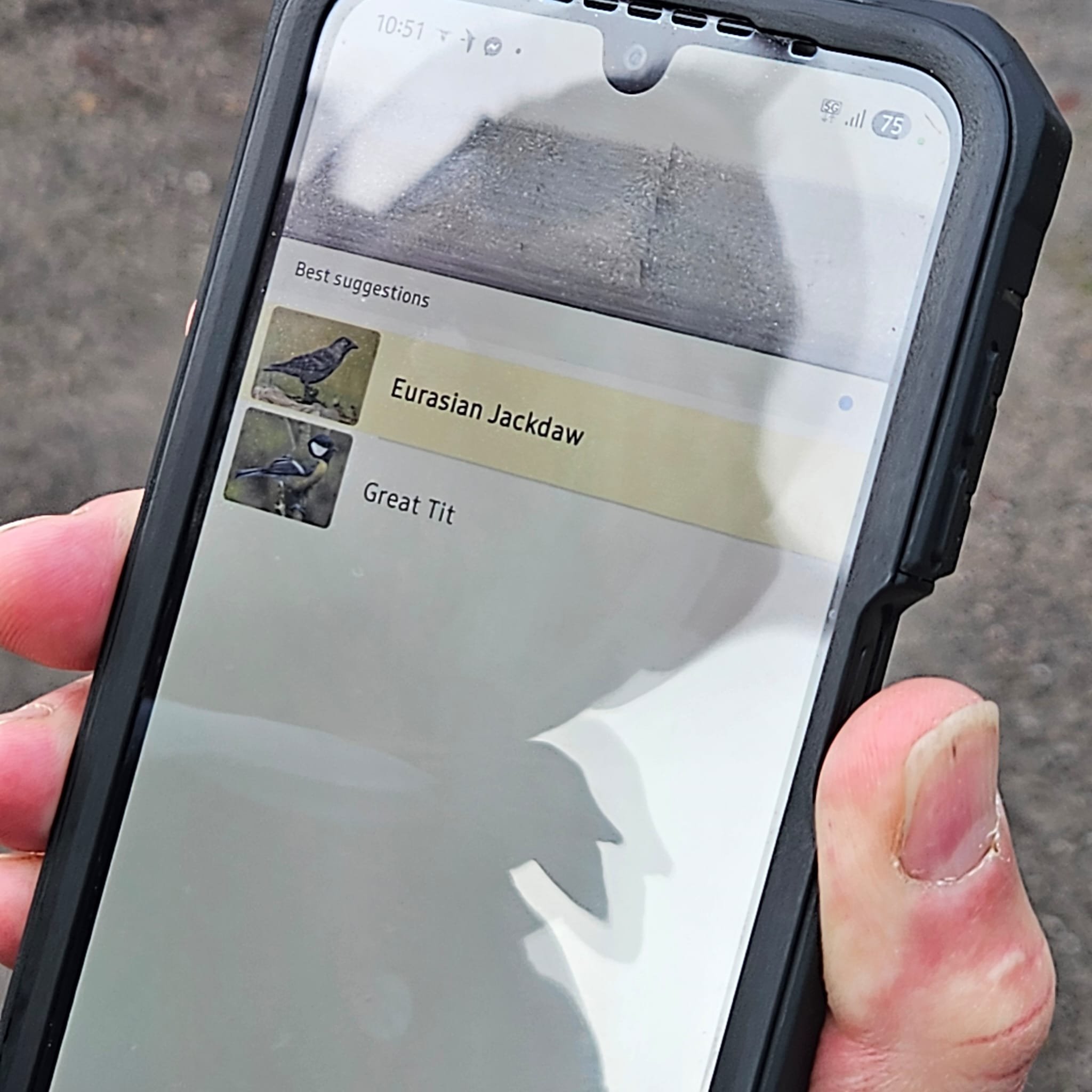 Capturing bird song on the site