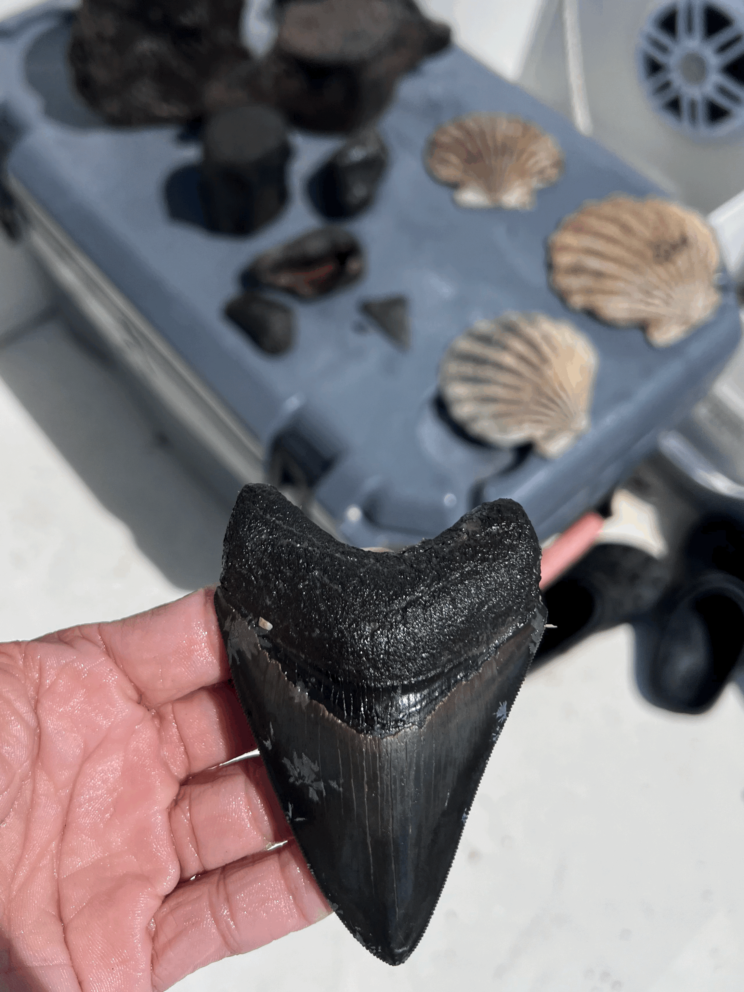 Mulberry Street Festival