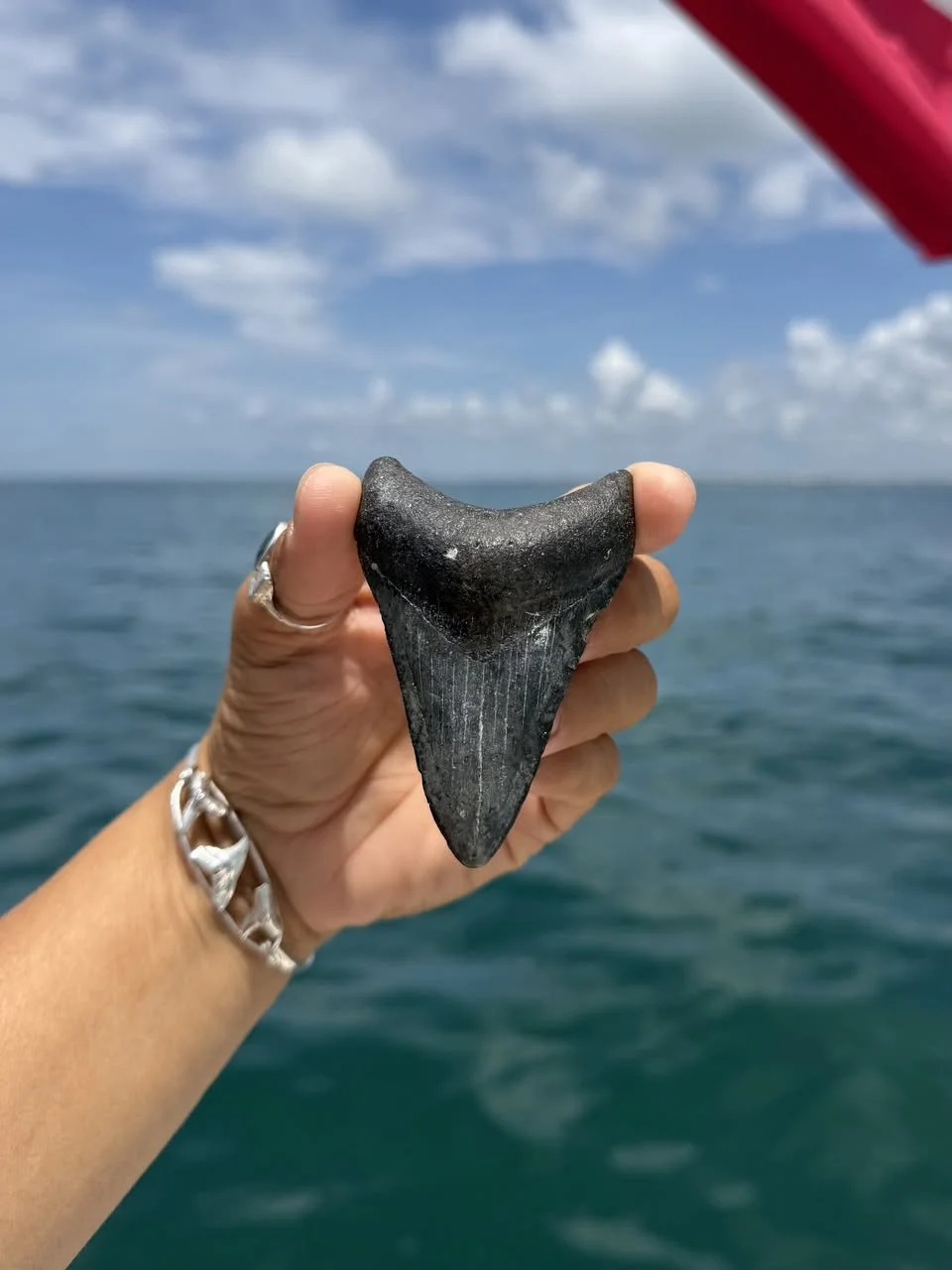 3.19" Megalodon Tooth (Venice)