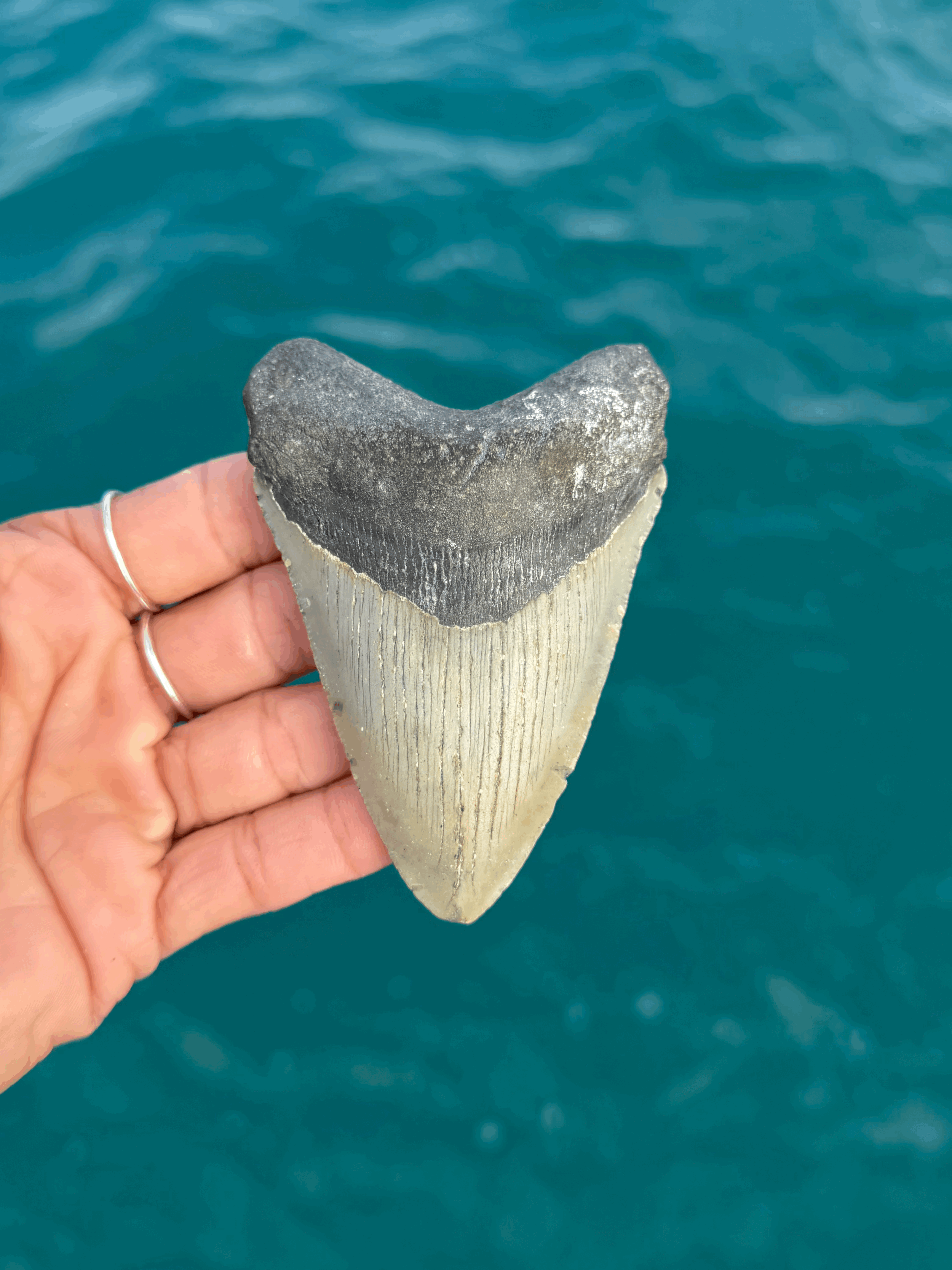 tempImageeCVpoJ.gif