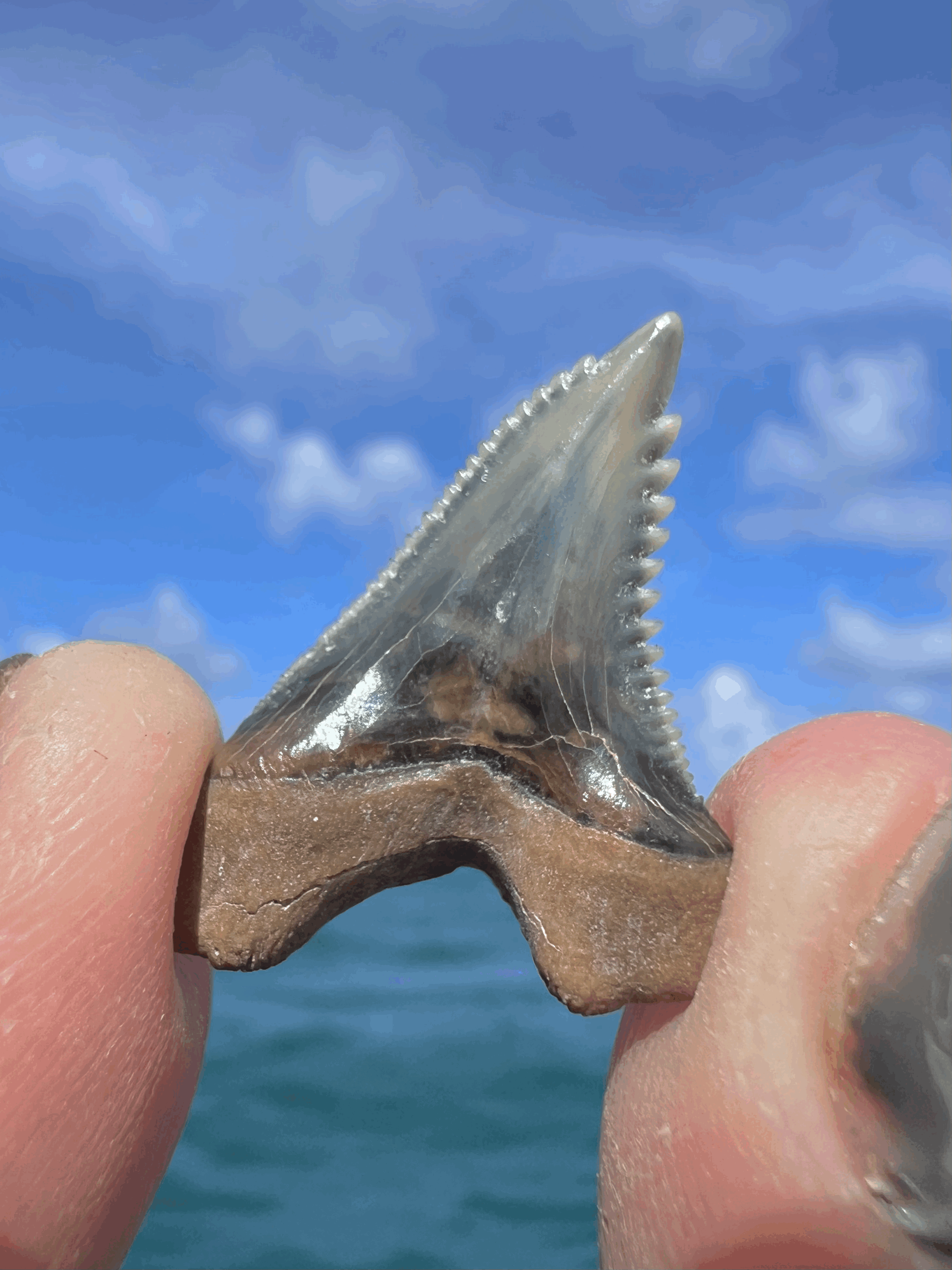 tempImageMWe2Lr.gif