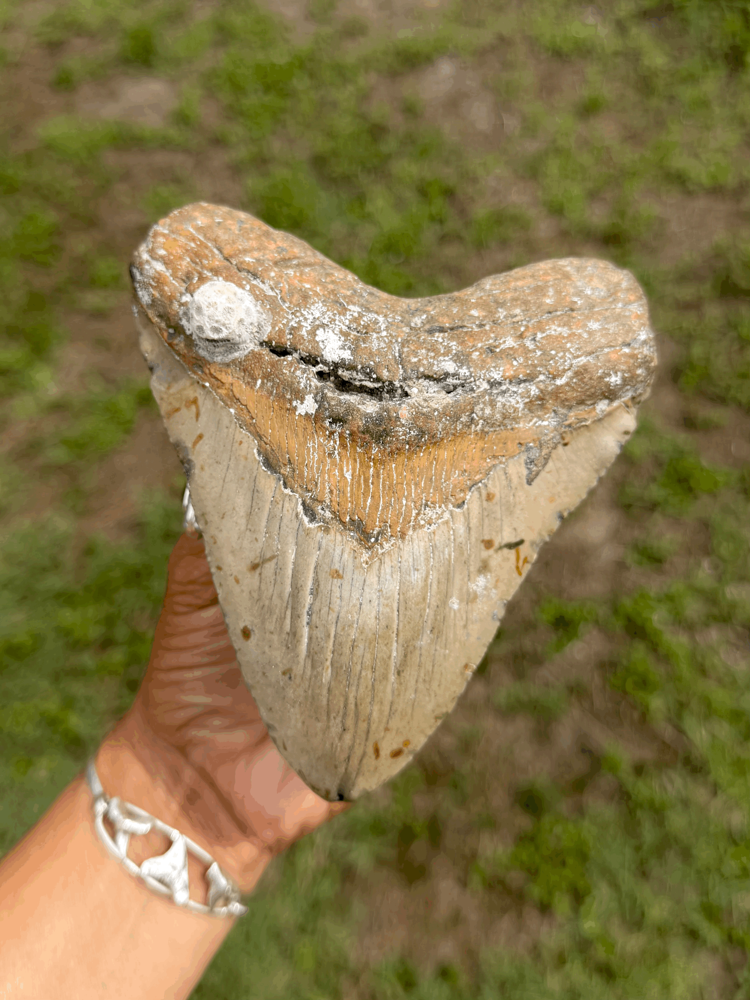 tempImageP76Avv.gif