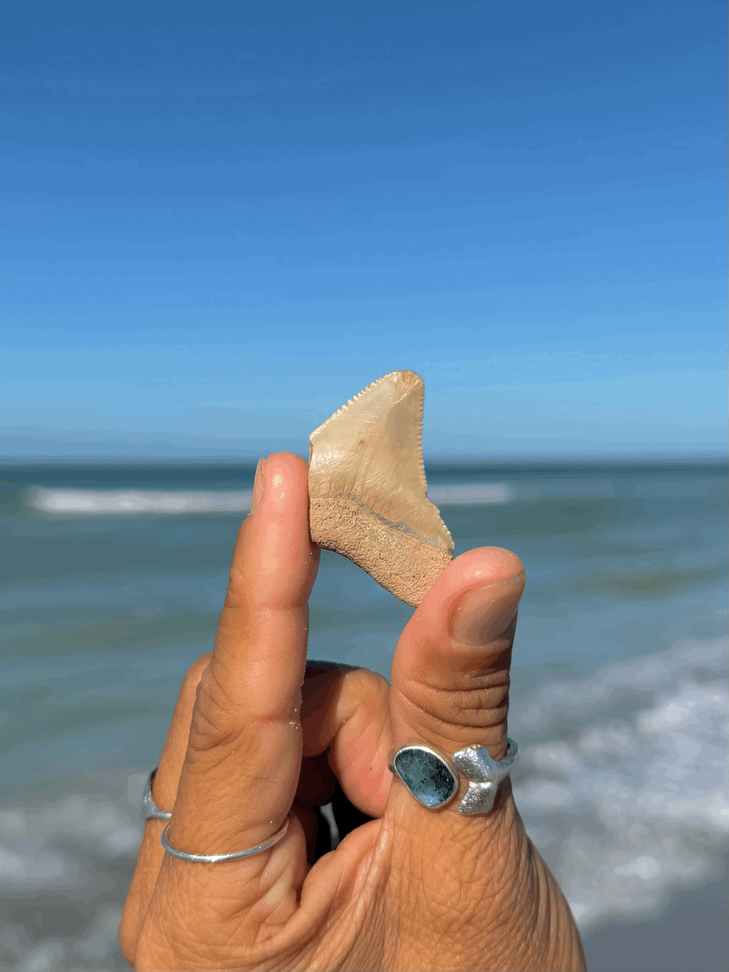 tempImagesa7WEB.gif