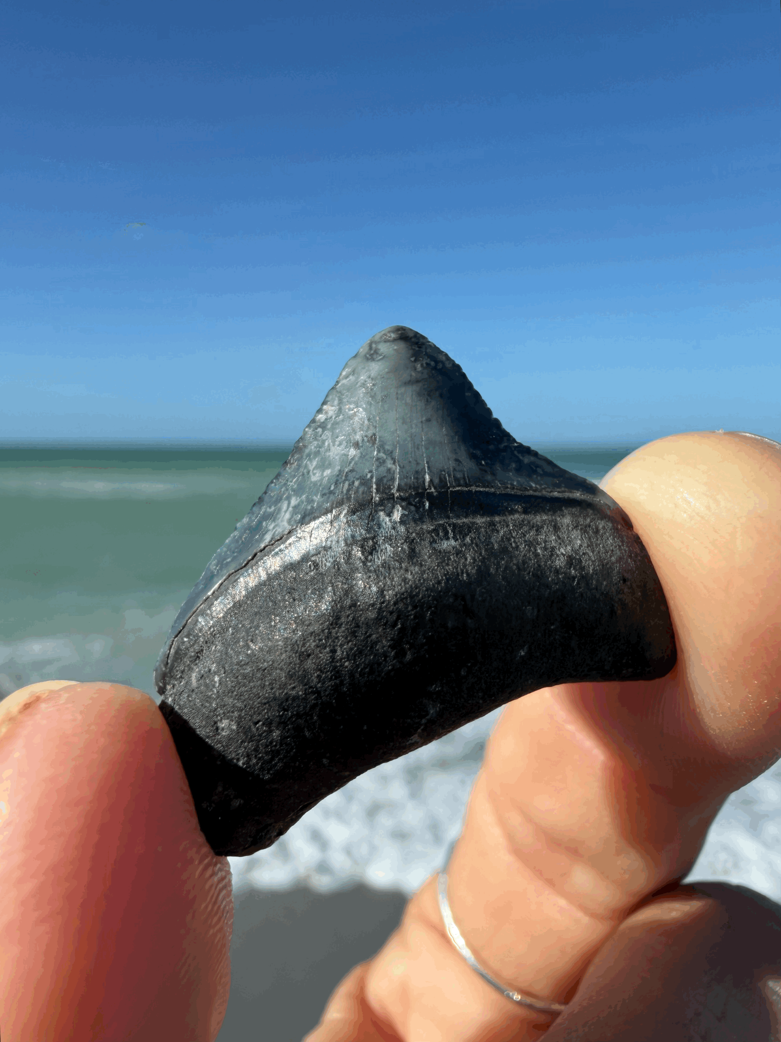 1.18" x 1.15" Megalodon Tooth (Venice)