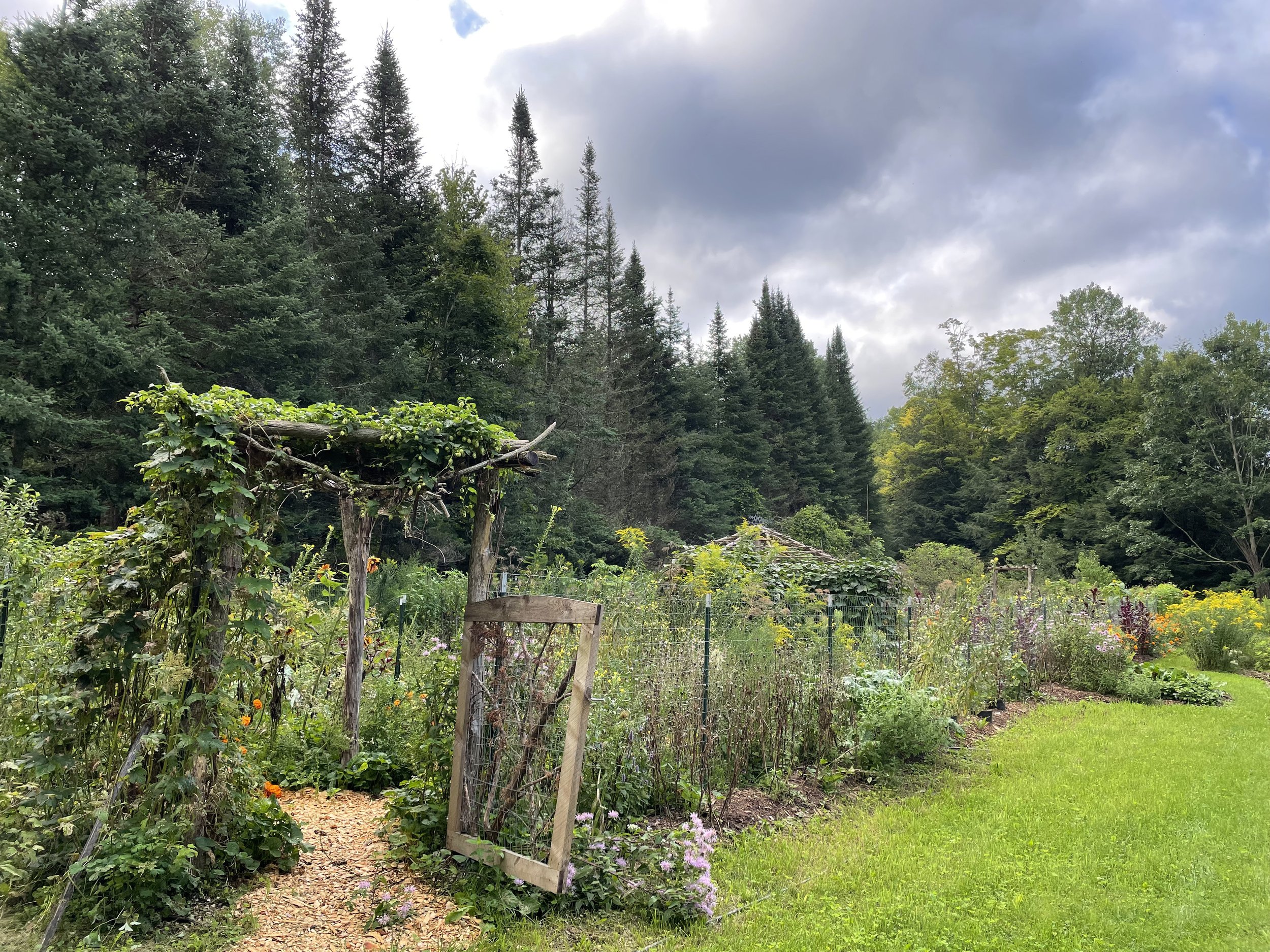 Garden entrance in the summer, gate open, flourishing blooming plants within. Behind a row of balsam fir trees and to the right a field.