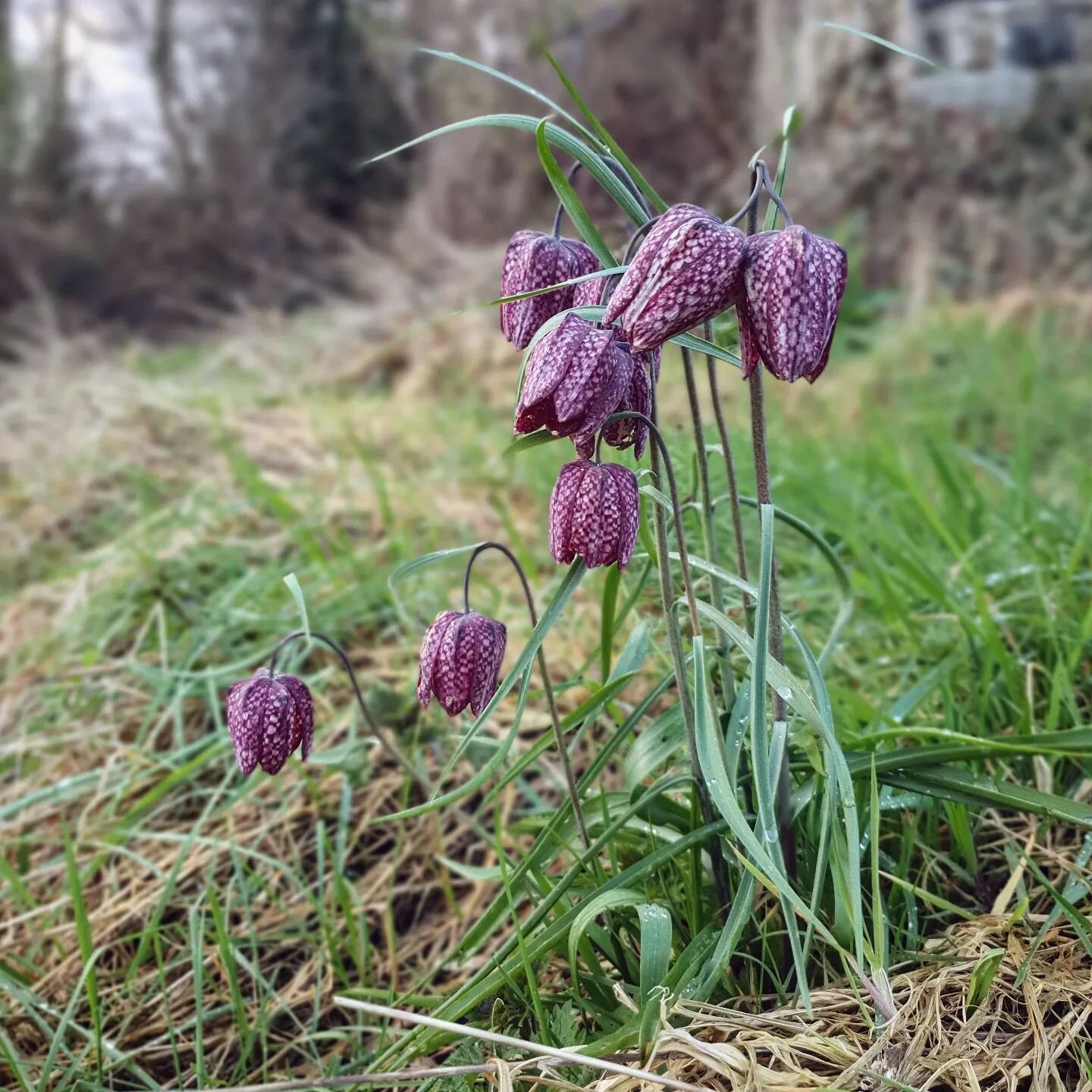 These gorgeous fritillaries have popped up on the edge of my flower patch and I am in love!!! 💜

#plants #plant #spring #flowers #springbouquet #springflowers #Bristolflorist #florist #floristry #flowerfarm #flowerfarming #flowerfarmer #springishere