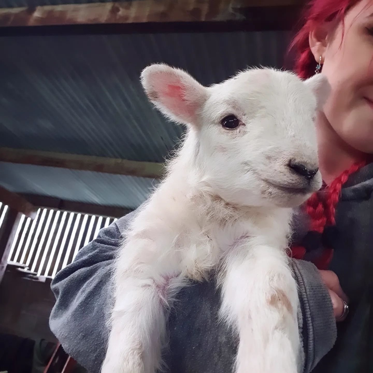 It's been a quiet few weeks on the flower front as we have been busy with a different kind of farming 🐑🐑🐑

#lambs #lambing #lamb #spring #lambingseason #lambingtime #lambing2024 #Wales #Carmarthenshire #welshlamb #hillfarm #babyanimals #cute #shee