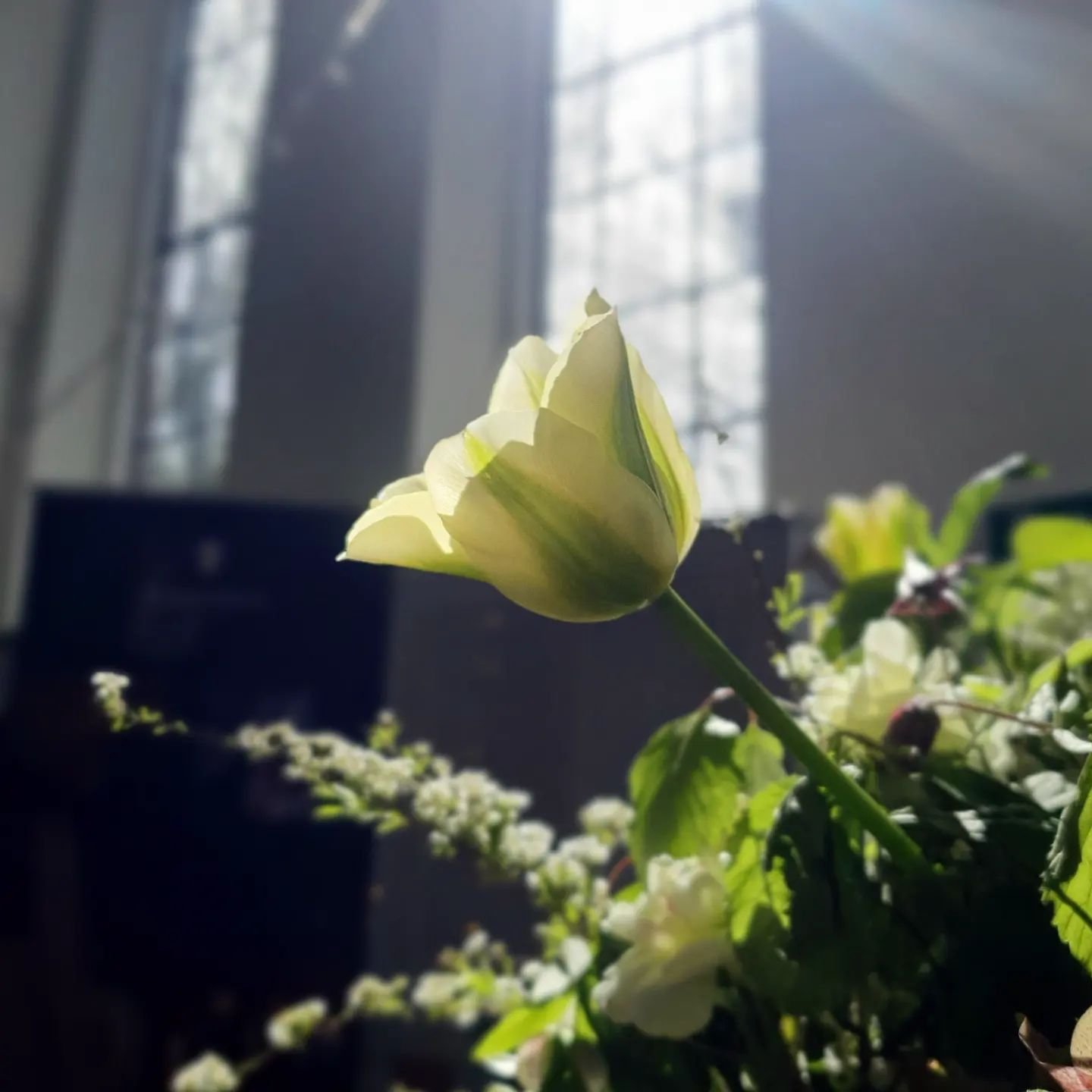 Caught a rare glimpse of sunshine 🌞 

Tulips from @thefloraladventure 

#tulips #sunshine #sunlight #Sunrays #Green #greenandwhite #wedding #weddingflorist #weddings #weddingflowers #flowers #florals #weddinginspo #springwedding #springcolours #butt