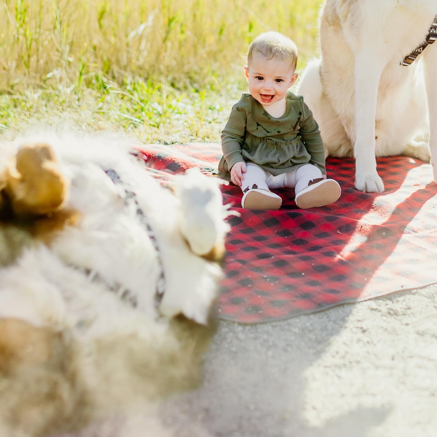 when all the entertainment you need is your own family 
.
.
.
.
.
#family #familytime #dogs #dogsarefamily #sillydog #bernesemountaindog #dirtydog #bringyourdog #furfamily #familyphotographer #denverfamilyphotographer #boulderfamilyphotographer #docu