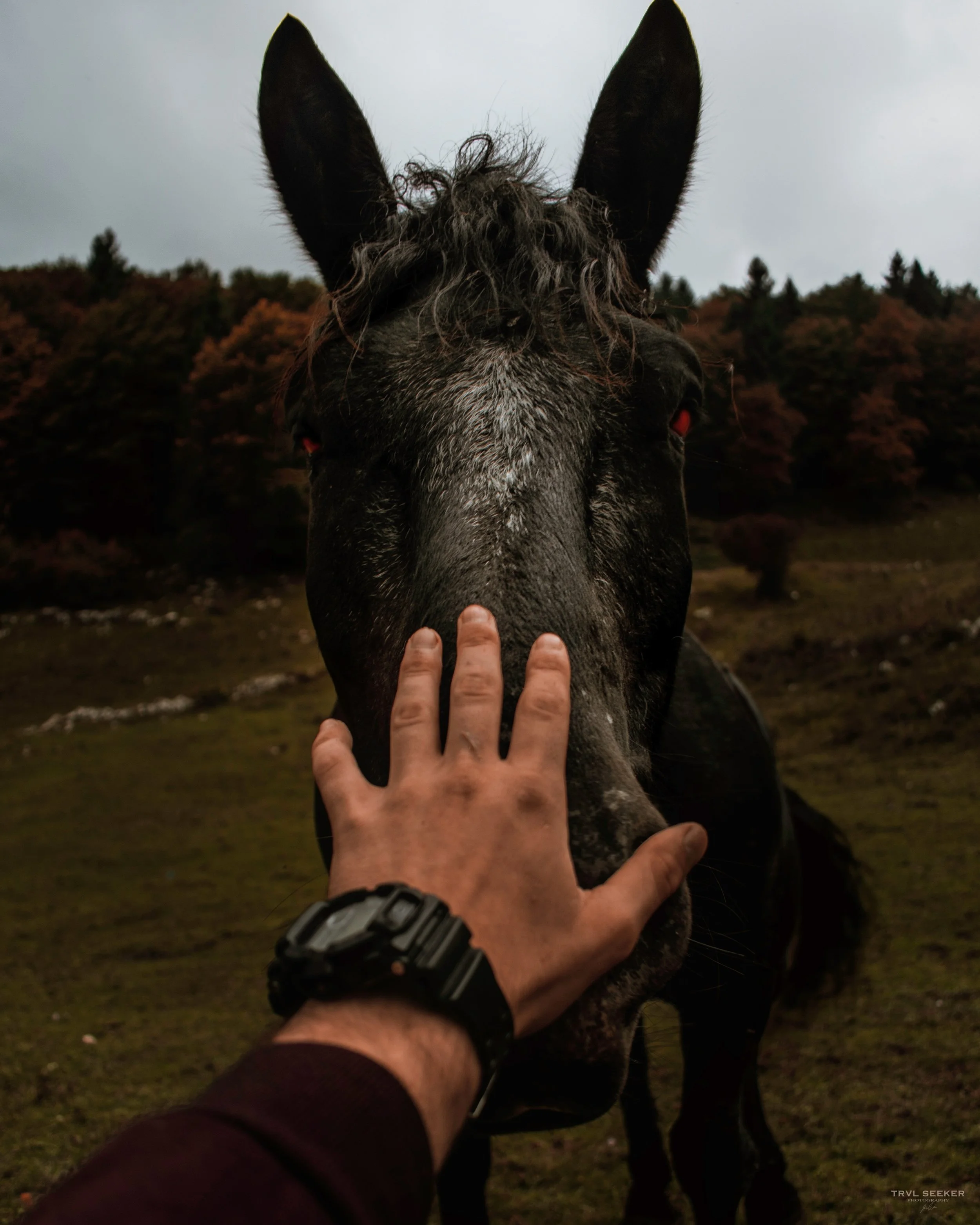 devilhorse.jpg