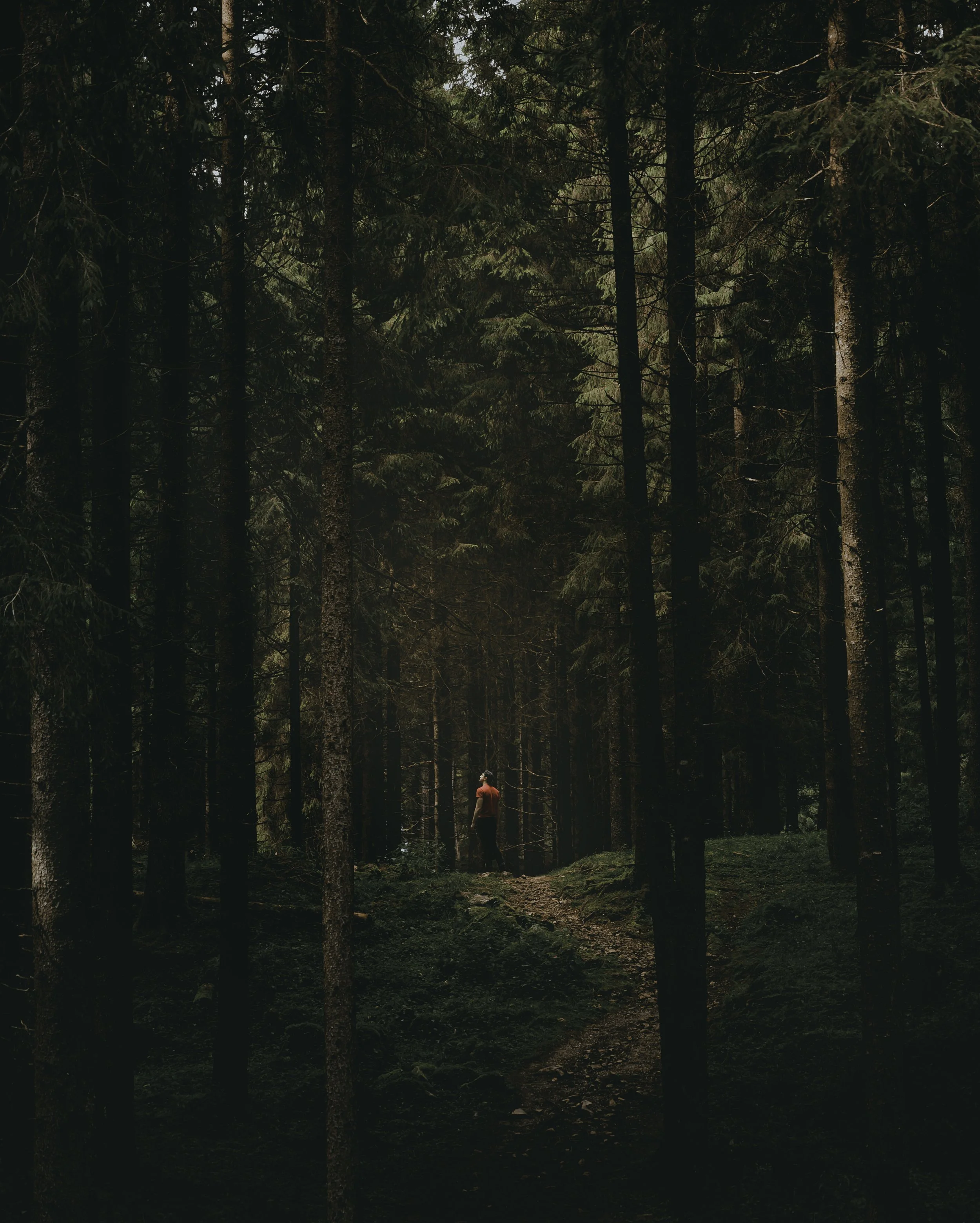lostinthewoods.jpg