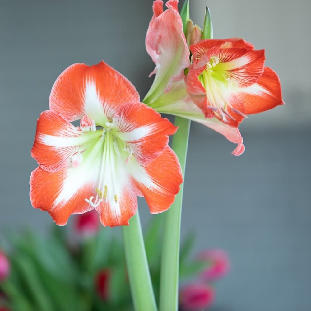 Amaryllis Garden Planter delivered in Lexington, KY