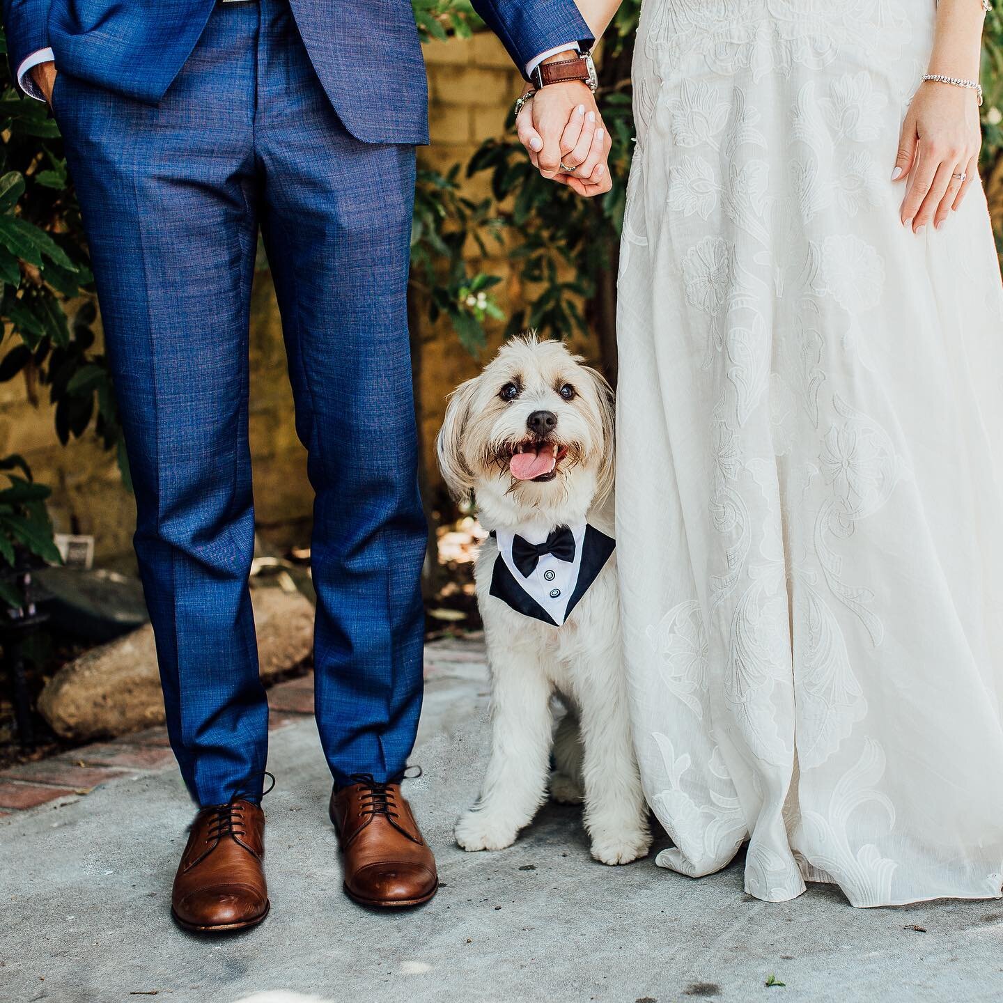 Happy International Dog Day!! We love it when our couples decide to incorporate their fur babies on their special day 💕🐶
 
📋 || @weddingswithangie 
📷 || @wildwhim 

#internationaldogday #furbabies #weddingfamilyportraits #santabarbaraweddings #we