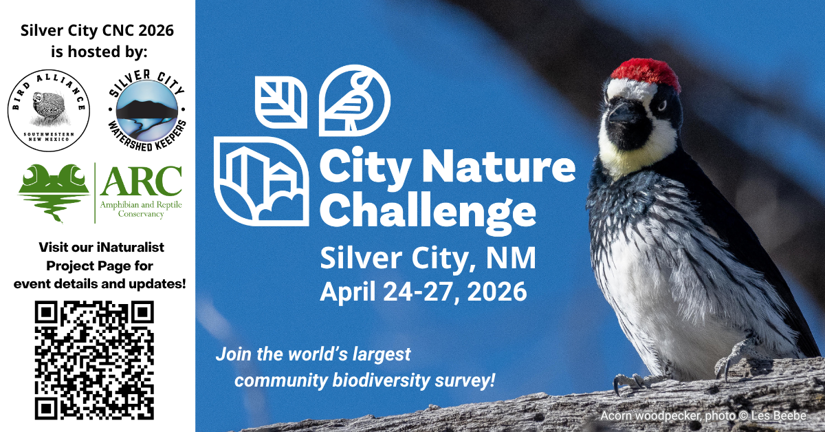 City Nature Challenge Dragonfly Hike and Meetup at Open Space Brewing