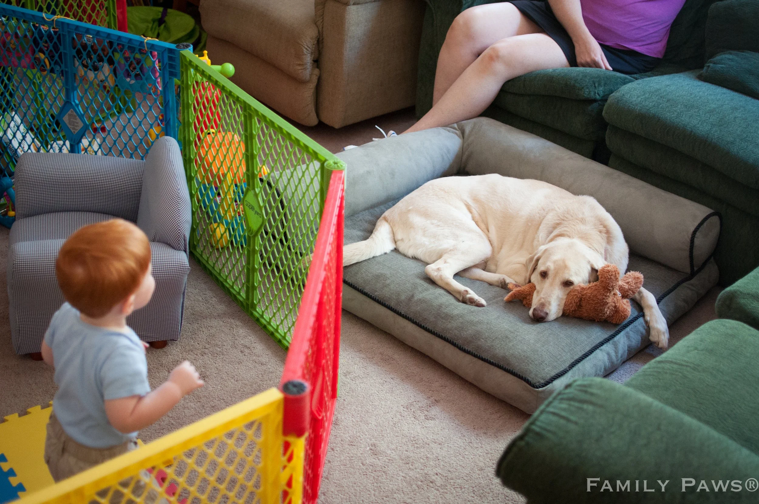 Toddler plays in pen while dog rests outside pen.  Adult is actively supervising.  Setting up our dog and baby and dog and toddler lives for success!